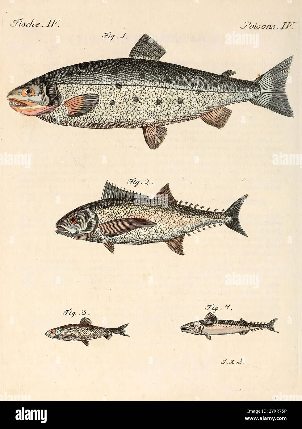 à Vienne Chez Antoine Pichler 1807 Naturgeschichte Jugendwerke Woods Hole zeigt eine Vielzahl von Fischen, die akribisch detailliert dargestellt werden. Oben ist ein größerer Fisch mit einem abgerundeten Körper und deutlichen Flecken entlang des Rückens zu sehen. Darunter zeigt ein schlanker Fisch eine stromlinienförmige Form, die sich durch seine scharfen Flossen und glatten Schuppen auszeichnet. Die dritte Figur zeigt einen kleineren Fisch, der durch seinen langgestreckten Körper und die kürzeren Flossen hervorgehoben wird, während die vierte Figur einen näheren Blick auf einen anderen zierlichen Fisch bietet, der komplizierte Muster A zeigt Stockfoto