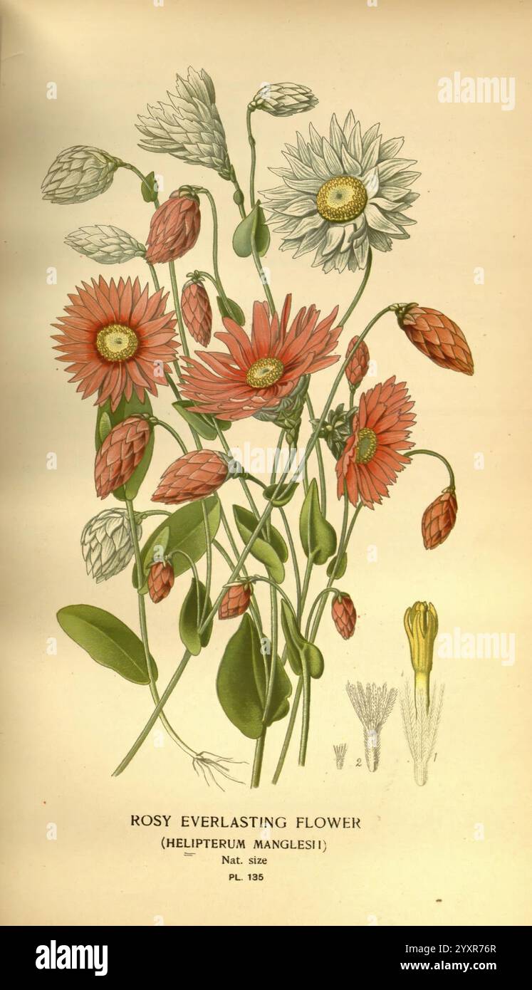 Lieblings-, Blumen-, Garten- und Greenhouse, London und New York, Frederick, Warne, &, Co, 1896-97, Frankreich, 19. Jahrhundert, Ikonen, Blumenzucht, Chromolithographie, Pflanzen, Zierpflanzen, Rhodanthemum, anglesii, Eine botanische Illustration mit der rosa ewigen Blume (Helichrysum bracteatum). Dieses Kunstwerk zeigt die leuchtenden rosa und weißen Blüten der Pflanze sowie ihr einzigartiges grünes Laub und die unverwechselbaren Blütenknospen. Die Komposition enthält detaillierte Darstellungen der Blumen in verschiedenen Blütestadien, die die komplizierte Struktur jedes Blütenblattes und die Anordnung der blos betonen Stockfoto