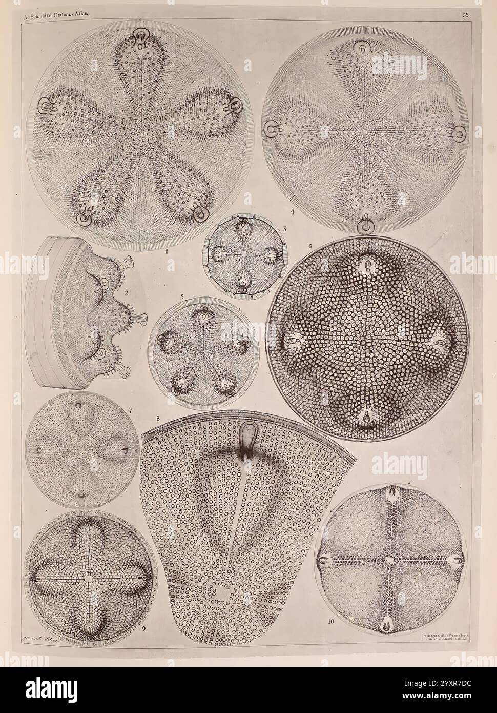 Atlas der Diatomaceen-Kunde Leipzig O.R. Reisland 1874-19 Atlanten bacillariophyceae, die Abbildung zeigt eine Reihe von komplizierten, symmetrischen Mustern, die verschiedene mikroskopische Organismen oder Kieselalgen zeigen. Jeder Abschnitt zeigt unterschiedliche Formen, einschließlich kreisförmiger und verlängerter Formen, die mit detaillierten geometrischen Texturen und Markierungen verziert sind. Das Arrangement betont die Vielfalt und Komplexität dieser Einheiten und hebt ihre einzigartigen Strukturen hervor. Die Nummernschilder deuten auf eine systematische Klassifizierung hin, die möglicherweise für wissenschaftliche Studien oder Referenzzwecke verwendet werden kann. Die Gesamtkomposition spiegelt die Schönheit wider Stockfoto