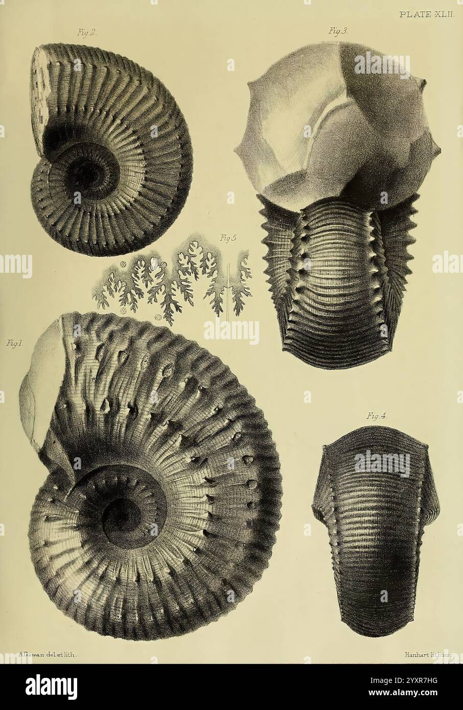 Monografie über die Lias Ammoniten der britischen Inseln, London, gedruckt für die Palæontographical Society, 1878-86, Ammonoidea, Großbritannien, Jurassic, Paläontologie zeigt die Illustration verschiedene Arten von Muscheln, die alle sorgfältig gerendert sind, um ihre einzigartigen Formen und Texturen hervorzuheben. Oben links befindet sich eine spiralförmige Schale mit ausgeprägten Graten, die mit Abbildung 2 beschriftet ist. Daneben zeigt Abbildung 3 eine abgerundete, geformte Schale mit einer markanten Oberseite, die einer Kappe ähnelt. Unter ihnen zeigt Abbildung 5 eine zarte, verzweigte Korallenformation, die die komplizierten Details von Meereslien zeigt Stockfoto