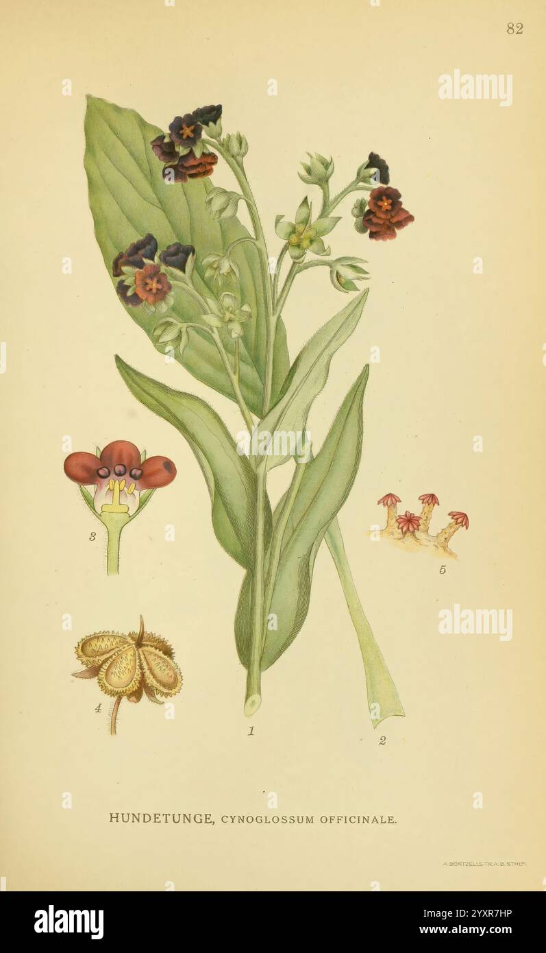 Billeder af nordens Flora København, G.E.C. Gad's forlag, 1917-1927, Plants, Finnland, Skandinavien, der New York Botanical Garden, Bildwerke, Cynoglossum officinale, diese Illustration zeigt die Pflanze Cynoglossum officinale, allgemein bekannt als Hundstongue. Der mittlere Teil zeigt einen blühenden Stamm mit langen Blättern, der Gruppen von markanten violetten und gelben Blüten zeigt. Die Hauptabbildung wird durch kleinere Detaildarstellungen einzelner Blüten und Blumenstrukturen ergänzt, die verschiedene Aspekte der Anatomie der Pflanze hervorheben. Die Zusammensetzung betont die Uni der Pflanze Stockfoto
