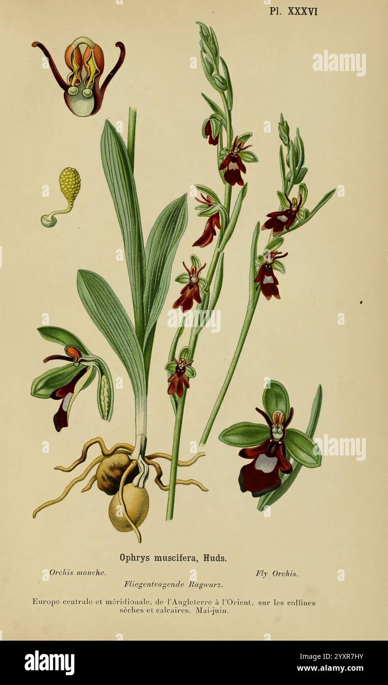 Album des orchidées de l'Europe centrale et septentrionale Genève, Librairie Georg, 1899. Europa, Orchidaceae, der New York Botanical Garden, Pictorial Works Ophrys Insektifera, diese botanische Illustration zeigt die Ophrys muscifera, allgemein bekannt als die FliegenOrchidee. Das Kunstwerk zeigt die besondere Morphologie der Pflanze, einschließlich detaillierter Darstellungen ihrer Blüten, Blätter und Wurzeln. Hervorzuheben sind die charakteristischen dunklen und hellen Muster auf den Blüten, die das Aussehen einer Fliege nachahmen, was zur Bestäubung beiträgt. Daneben befinden sich beschriftete Elemente, die auf VAR zeigen Stockfoto