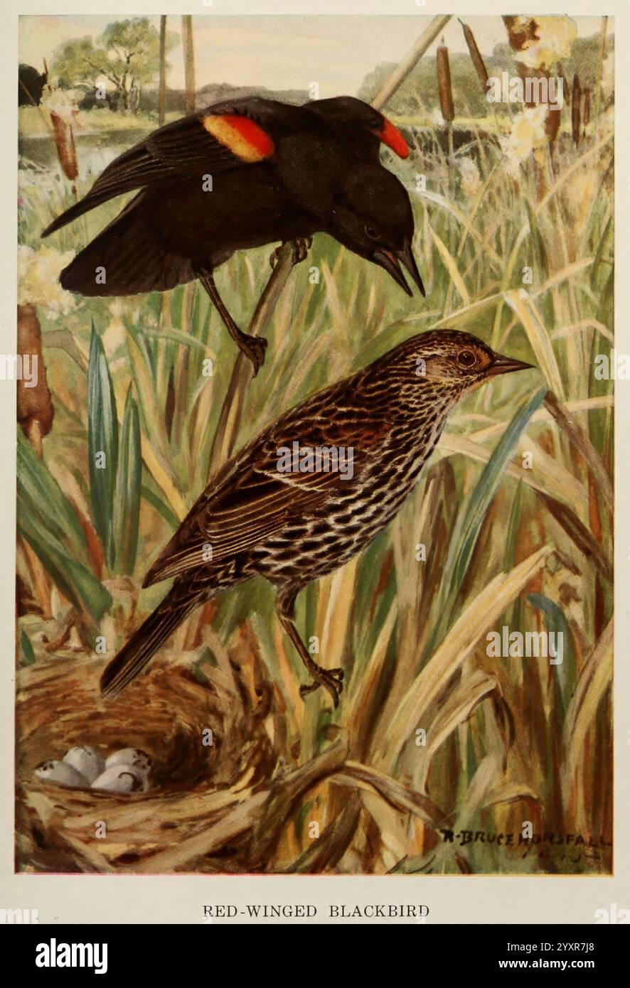 Vogelbiografien New York Dodd Mead 1923 Birds Blackbird East US .jpg, Ein Paar rotgeflügelter Amseln ist in einer natürlichen Umgebung dargestellt und zeigt die lebhafte Färbung der Männchen und die gedämpfteren Farben der Weibchen. Das Männchen mit seinen markanten roten und gelben Schulterflecken steht oben, während das Weibchen mit ihrem braunen Gefieder in der Nähe eines Nestes mit Eiern steht. Um sie herum gibt es üppige Gräser und Schilf, was auf einen Lebensraum für Feuchtgebiete hindeutet. Die Szene fängt einen Moment des Balzes und des Nistverhaltens ein und unterstreicht die Schönheit und Vielfalt der Vogelwelt in ihrer Umgebung Stockfoto