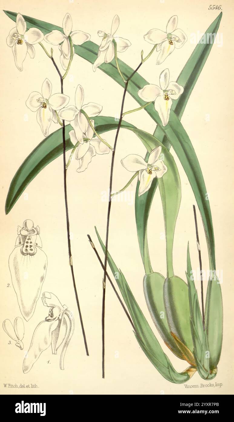Curtis botanisches Magazin London New York usw. Botanik-Zeitschriften Bildwerke Curtis, diese botanische Illustration zeigt elegante weiße Orchideen, die ihre zarten Blütenblätter und komplizierten Details zeigen. Die Hauptblütengruppe ist deutlich sichtbar positioniert, während weitere kleinere Illustrationen wichtige Aspekte der Orchideenanatomie hervorheben. Die langen, schlanken Stiele und die breiten grünen Blätter bilden einen starken Kontrast zur Reinheit der Blüten und schaffen eine harmonische Komposition, die die Schönheit dieser exquisiten Blüten unterstreicht. Jede Blume wird präzise dargestellt, um die Nuancen zu erfassen Stockfoto