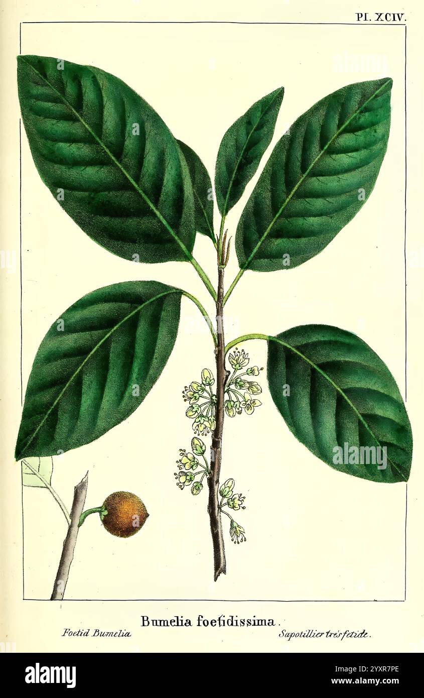 The North American Sylva Philadelphia Rice Rutter & Co. 1865 North America Trees St. Patrick's Day Arthropoda Arthropoden Blätter Blumenfrucht Bumelia foetidissima Sideroxylon celastrinum Taxonomie: Familie = Sapotaceae Fetid Bumelia False Mastic Geo: Kontinent = Nordamerika Vereinigte Staaten Florida Mexiko Belize Guatemala West Indies, die Abbildung zeigt eine detaillierte Studie der Bumelia foetidissima Pflanze. Deutlich sichtbar sind die breiten, glänzend grünen Blätter mit ausgeprägten Adern, die ihre elliptische Form und die glatten Kanten hervorheben. Neben den Blättern, zarte Gruppen von kleinen weißen Blüten Stockfoto