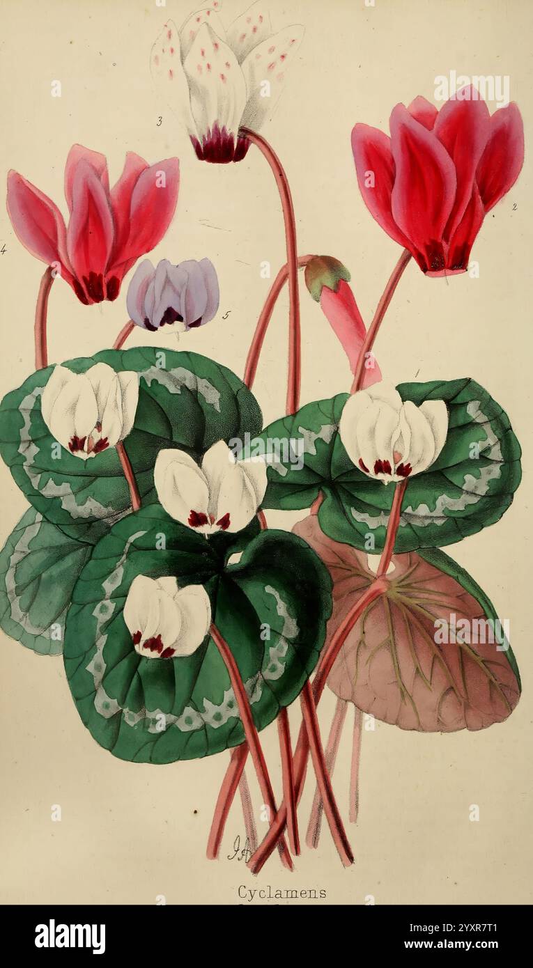 Die Blumen-, Frucht- und Gartenmischerei. London, Chapman und Hall, 1852-, Blumenzucht, Blumengärtnerei, Obst, Obstkultur, Gartenbau, Großbritannien, Zeitschriften, ein lebhaftes Arrangement mit mehreren Cyclamen-Pflanzen, die eine Vielzahl von Blütenfarben zeigen, darunter satte Rot-, Violett- und Weißtöne. Die Blumen sind elegant eingebettet zwischen üppigen, grünen Blättern, die jeweils charakteristische Muster zeigen. Die Gesamtkomposition unterstreicht die zarte Schönheit der Blüten, wobei einige in voller Blüte stehen, während andere gerade erst beginnen, sich zu entfalten. Diese Darstellung fängt das Wesen dieser Zauberei ein Stockfoto