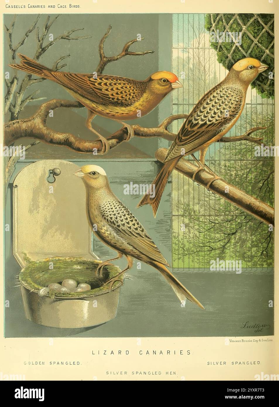 Das illustrierte Buch von Kanaren und Käfigvögeln, britisch und fremd, Petter, Galpin & Co, [1878?], Käfigvögel, Kanarienvögel, Museum für vergleichende Zoologie, Vögel, Ornithologie, die Szene zeigt drei verschiedene Kanarienarten auf Ästen, die jeweils ihre einzigartige Färbung und Markierungen zeigen. Der Topvogel, ein goldener kanarienvogel, zeigt leuchtende Gold- und Brauntöne mit komplizierten Mustern entlang seiner Flügel. Darunter erscheint neben einem Nistbereich ein silberner kanarienvogel, der sich durch sein markantes silbernes Gefieder und zarte Markierungen auszeichnet. Das Nest enthält ein paar zarte Eier, die auf die hinweisen Stockfoto