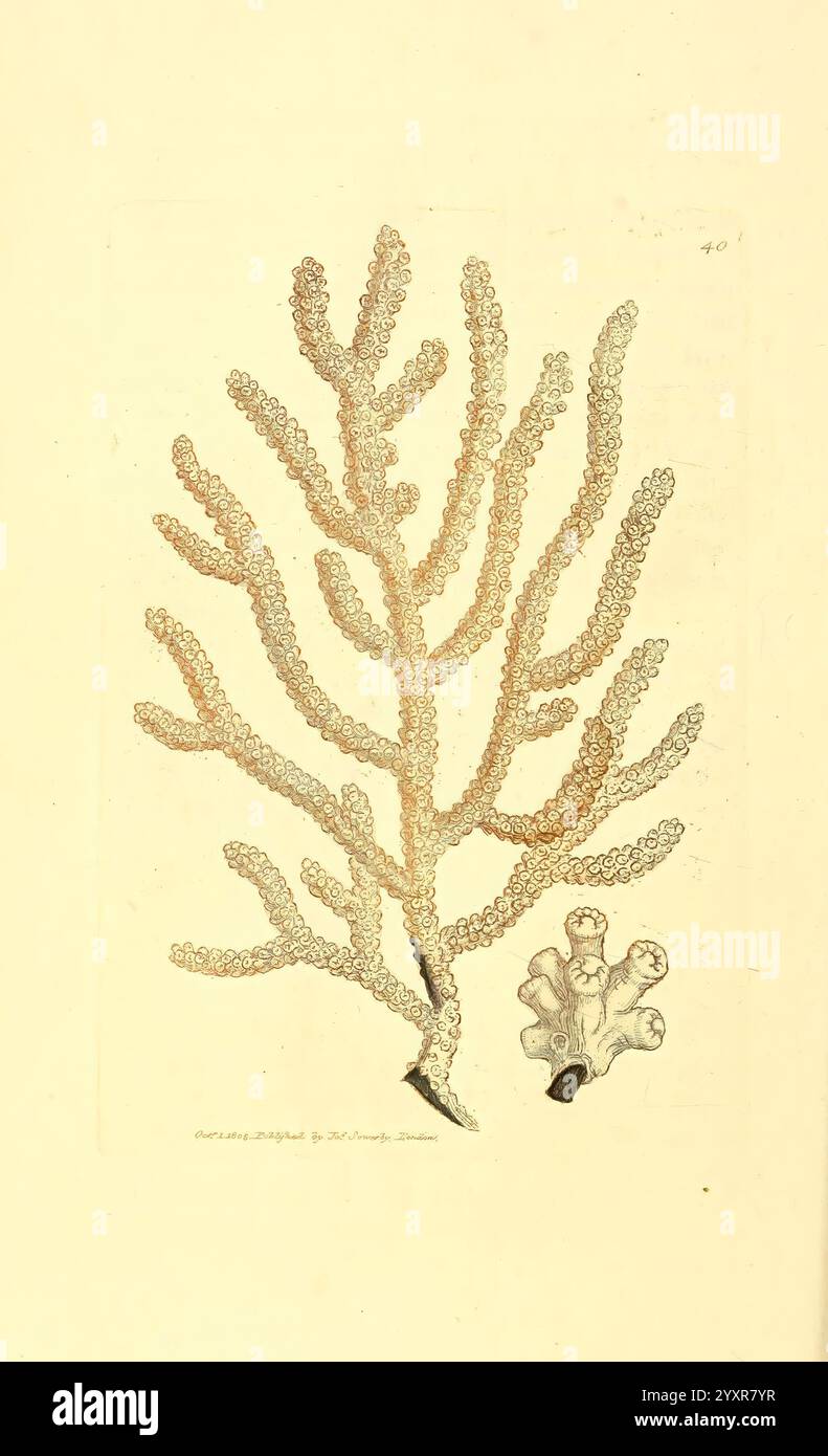 The British Miscellany London gedruckt von R. Taylor & Co. Verkauft vom Autor J. Sowerby White Johnson Symonds alle anderen Buchhändler 1806 britische Bildwerke Zoologie James Sowerby James Sowerby Great Britain zeigt diese Illustration eine detaillierte Darstellung eines Korallenexemplars, das durch seine komplizierte Verzweigungsstruktur gekennzeichnet ist. Die Korallen zeichnen sich durch zarte, feine Texturen und eine Kombination von Formen aus, die ihr organisches Aussehen verstärken und ein Gefühl von Bewegung und Vitalität schaffen. Um sie herum befinden sich kleinere Korallenstrukturen, die die Gesamtzusammensetzung verbessern und einen Einblick in das d bieten Stockfoto The British Miscellany London gedruckt von R. Taylor & Co. Verkauft vom Autor J. Sowerby White Johnson Symonds alle anderen Buchhändler 1806 britische Bildwerke Zoologie James Sowerby James Sowerby Great Britain zeigt diese Illustration eine detaillierte Darstellung eines Korallenexemplars, das durch seine komplizierte Verzweigungsstruktur gekennzeichnet ist. Die Korallen zeichnen sich durch zarte, feine Texturen und eine Kombination von Formen aus, die ihr organisches Aussehen verstärken und ein Gefühl von Bewegung und Vitalität schaffen. Um sie herum befinden sich kleinere Korallenstrukturen, die die Gesamtzusammensetzung verbessern und einen Einblick in das d bieten Stockfoto