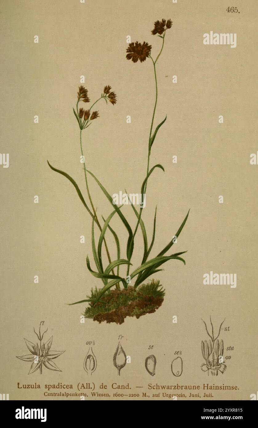 Atlas der Alpenflora, Wien, Alpenvereins, 1882, alps, Atlanten, Bergpflanzen, die Illustration zeigt Luzula spadicea, allgemein bekannt als schwarz-brauner Rush, dargestellt mit seinen schlanken grünen Blättern und zarten Blütenstämmen. Die Anlage wird detailliert dargestellt, wobei ihre einzigartige Struktur hervorgehoben wird. Das Hauptbild wird mit botanischen Zeichnungen der Blume und der Samenkapsel begleitet, die jeweils in einem wissenschaftlichen Stil dargestellt sind und einen informativen Bezug zu den Eigenschaften der Pflanze geben. Die Gesamtzusammensetzung unterstreicht die komplizierte Schönheit dieser mehrjährigen Art, typisch für höhere Höhen in CE Stockfoto