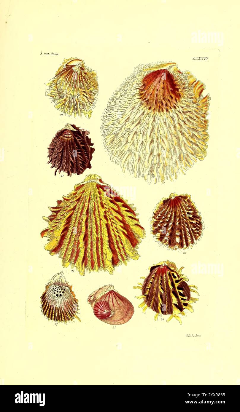 Thesaurus conchyliorum, oder Monographien der Gattungen der Muscheln London, Sowerby, 1847–1887. Mollusken, Bildwerke, Muscheln, Eine Sammlung aufwändig detaillierter Illustrationen, die verschiedene Arten von Muscheln darstellen und ihre einzigartigen Formen, Texturen und lebendigen Farben zeigen. Jede Schale wird präzise gerendert, wobei Features wie Rippen, Leitkurven und Muster hervorgehoben werden. Die Anordnung zeigt eine Vielzahl von Formen, von gestreckten und spiralförmigen Formen bis hin zu abgerundeten, fächerähnlichen Profilen. Der Hintergrund verbessert die visuelle Wirkung, sodass die komplexen Designs und Farben der Schalen stehen Stockfoto
