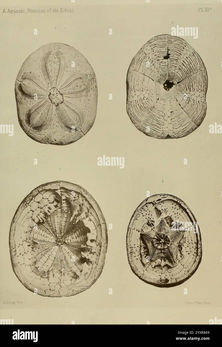 Revision der Echini Cambridge, Mass, University Press, 1872-1874. Klassifizierung Echinodermata Seeigel Museum für vergleichende Zoologie, die Illustration zeigt verschiedene Arten von Seeigeln und hebt ihre einzigartigen Muschelmuster und Strukturen hervor. Oben links zeigt ein fünfstrahliges Exemplar eine symmetrische Anordnung, während oben rechts ein ausgeprägteres, sternähnliches Design aufweist. Unten links sehen Sie komplizierte, konzentrische Grate, die auf Wachstumsringe hinweisen, und unten rechts zeigt sich eine kunstvollere Struktur mit einem komplexen geometrischen Muster. Jede Probe ist sorgfältig Stockfoto