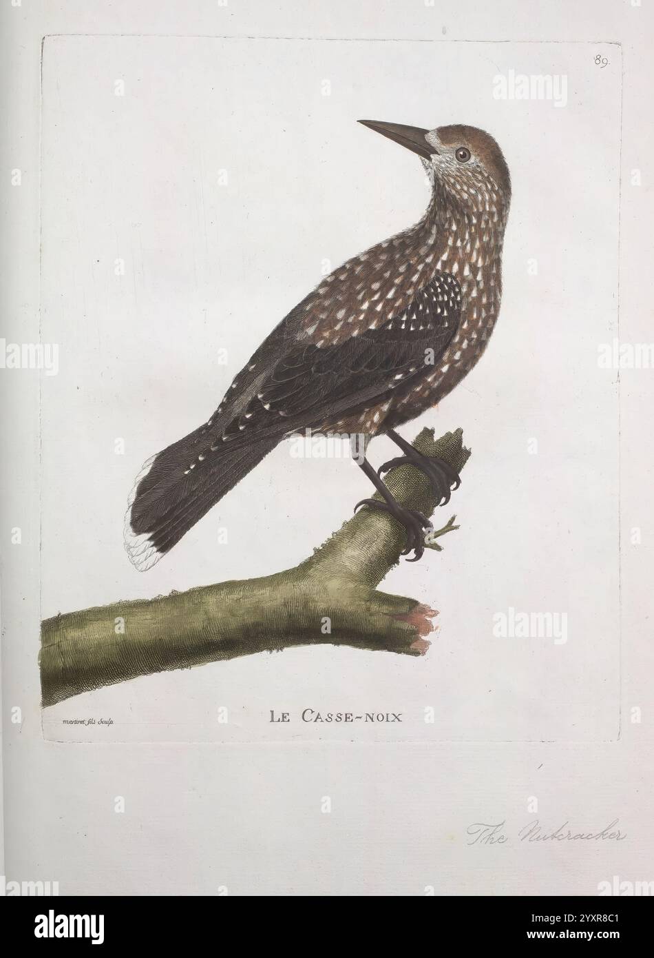 Ornithologie, Paris, der Künstler, 1773-1792, Vögel, diese detaillierte Abbildung zeigt einen europäischen Jay, der anmutig auf einem Zweig thront. Der Vogel zeigt ein markantes Gefieder mit einer Mischung aus Braun und zarten Mustern, die seine natürliche Tarnung widerspiegeln. Sein Schnabel ist scharf und leicht gewölbt, ideal für die Nahrungssuche, während seine aufmerksame Haltung Wachheit anzeigt. Der Zweig ist mit strukturierter Rinde dargestellt, die den Habitat des Weißdornbaums betont, in dem sich Jays oft auf die Suche nach Eicheln und Insekten begeben. Unter der Abbildung ist der Titel „Le Casse-noix“ elegant inscr Stockfoto