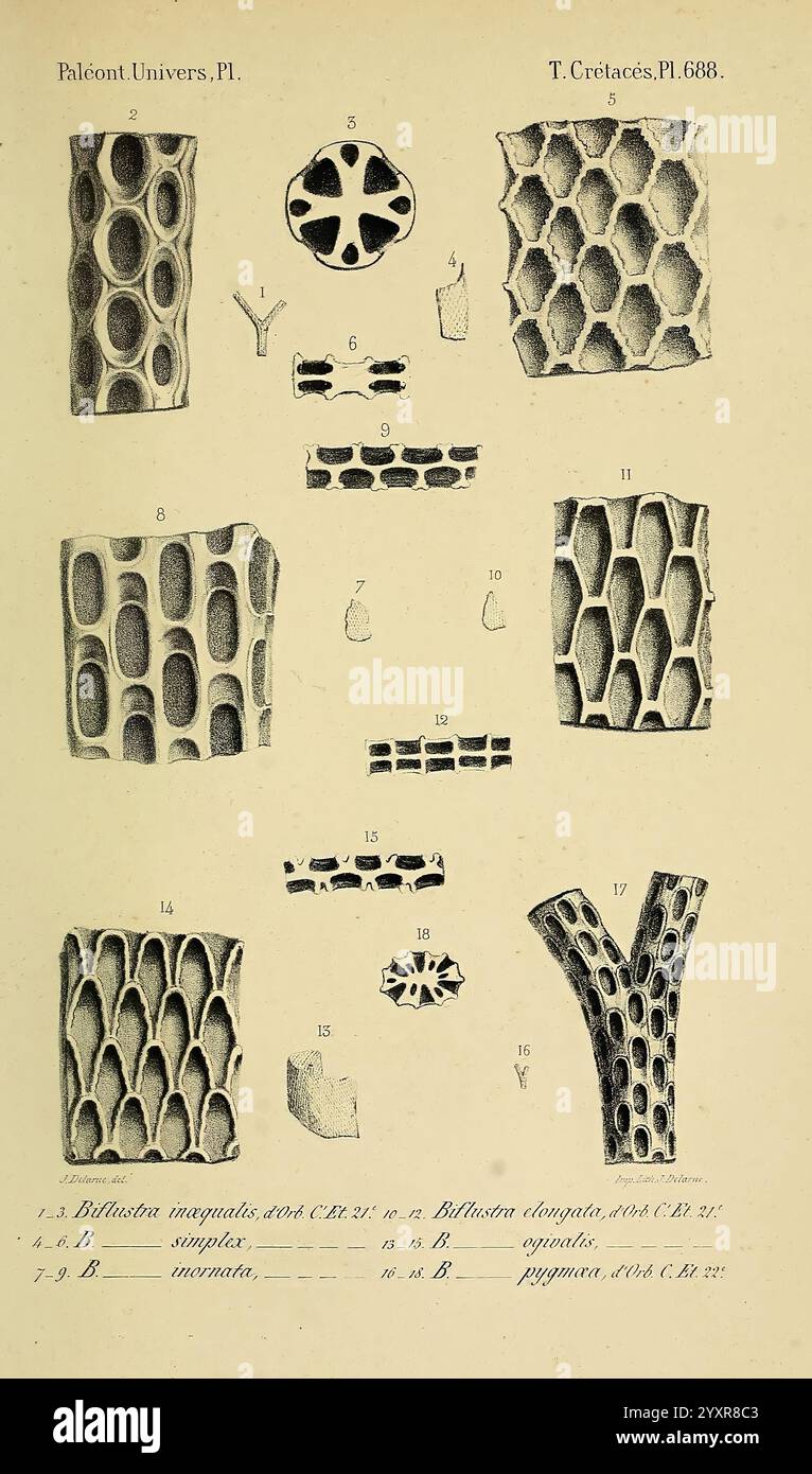 1840-1894 Frankreich Paläontologie Jurassic Tertiary Kreidezeit Paläobotanik Mollusken Fossil Seeigel Fossilien Fossilien Fossilien Fossilien Fossilien des Seeigels zeigt die Illustration eine Reihe detaillierter wissenschaftlicher Studien mit verschiedenen fossilen Strukturen, vor allem aus der paläozoischen Zeit, wobei der Schwerpunkt auf verschiedenen Arten von Korallen- und Schwammresten liegt. Jede beschriftete Zahl entspricht einem bestimmten Exemplar oder Querschnitt, was die komplizierten Muster und Texturen dieser alten Organismen zeigt. Zu den bemerkenswerten Merkmalen gehören röhrenförmige Formen, wabenartige Arrangements und un Stockfoto