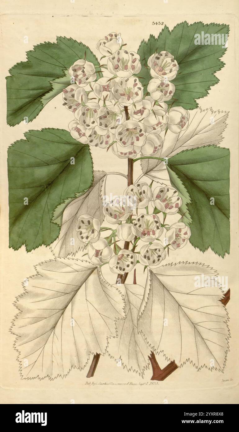 Curtis's Botanical Magazine London New York etc Botanik Zeitschriften Bildwerke Taxonomie Binomial Crataegus Coccinea Curtis, die Darstellung zeigt eine botanische Illustration mit einer Gruppe von zarten weißen Blumen, begleitet von Blättern. Das florale Arrangement zeichnet sich durch kleine Blüten aus, jede mit dezenten rötlichen Markierungen in der Mitte, die ein kompliziertes und ansprechendes Design schaffen. Die üppig grünen Blätter weisen eine komplexe Aderung und eine reichhaltige Textur auf, die eine Mischung aus helleren und dunkleren Tönen zeigt. Die Komposition hebt die Schönheit der Pflanze hervor und betont sowohl ihre Blüten als auch Stockfoto
