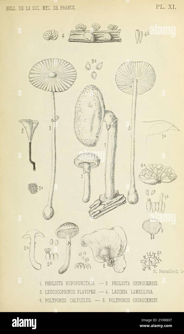 Bulletin de la Société mycologique de France, Epinal, La Société, 1885-1903, Frankreich, Pilze, Periodika, Mykologie, Eine Sammlung detaillierter Illustrationen, die verschiedene Pilzarten zeigen, jede sorgfältig mit Identifikationsnummern und Namen gekennzeichnet. Das Arrangement umfasst markante Formen wie Kappen, Kiemen und Stiele mit Pilzen in verschiedenen Texturen und Größen. Die dargestellten Arten sind unter anderem Pholiota rufopunctata, Leucoagaricus flaviper und Polytolypus ornicens. Die Komposition hebt die Vielfalt der Formen und Strukturen im Pilzreich hervor und betont das i Stockfoto