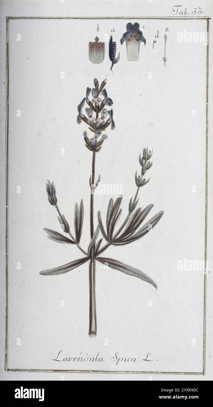 Icones plantarum medicinalium, Nürnberg, auf Kosten der Raspischen Buchhandlung, 1779-1790, Botanik, Medizin, Bildwerke, diese Illustration zeigt die Lavandula Spica, allgemein bekannt als Spike Lavendel. Die detailreiche Darstellung zeigt den charakteristischen hohen Stamm der Pflanze, der mit langen grünen Blättern und kleinen, violetten Blüten an der Spitze verziert ist. Neben der Hauptdarstellung heben zarte Skizzen die verschiedenen Blumenteile hervor, die von A bis e gekennzeichnet sind und Einblicke in die botanische Struktur geben. Die Gesamtpräsentation betont die Eleganz und Komplexität dieses aromatischen h Stockfoto