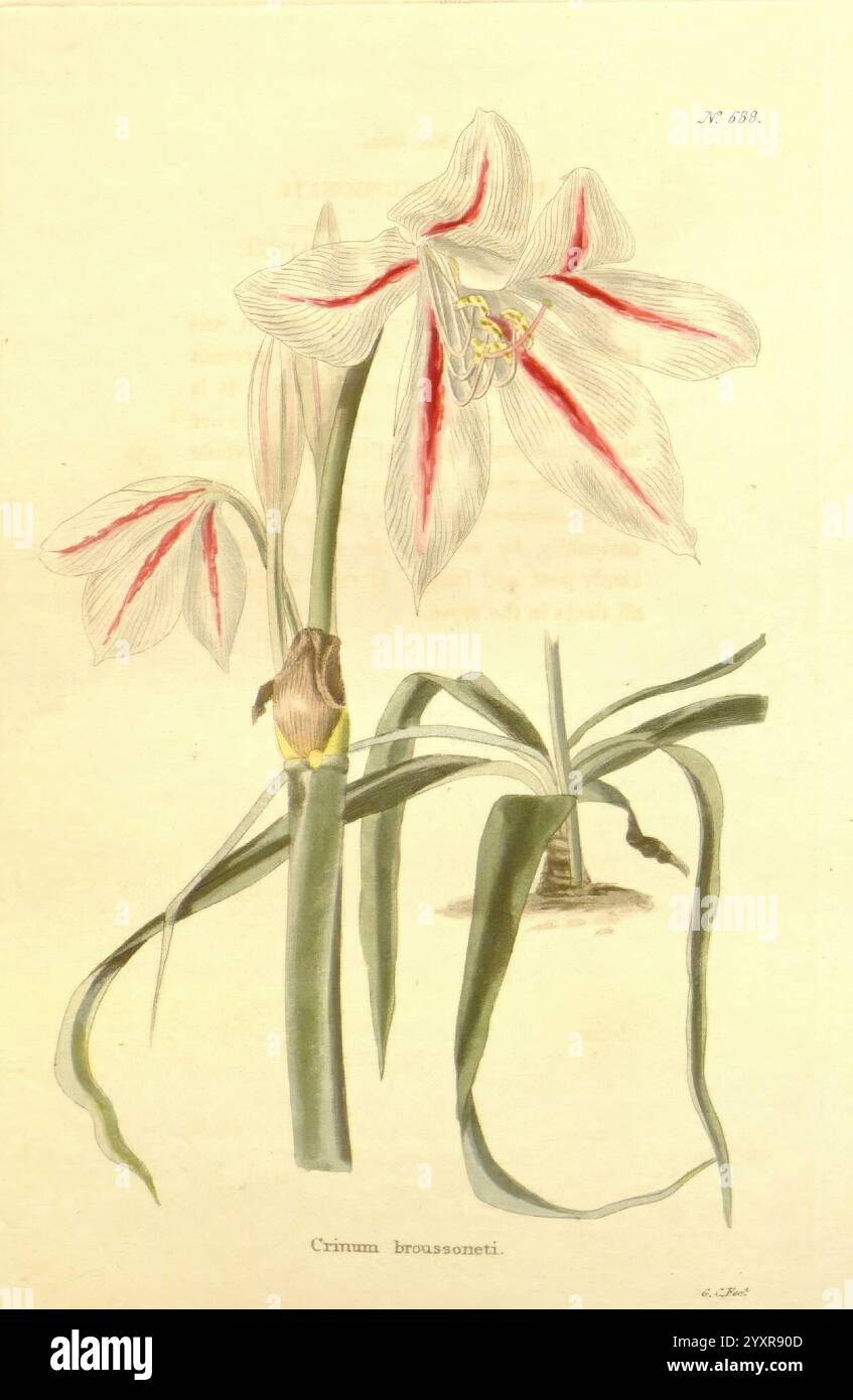 Das Botanische Kabinett, London, John, und Arthur, Arch, 1817, an, 1833., Eine wunderschön illustrierte botanische Darstellung zeigt die Crinum Lemmanioides mit ihren eleganten, langen, überwiegend weißen Blütenblättern, die mit leuchtenden roten Streifen akzentuiert sind. Die Blüte wird durch schmale, grüne Blätter ergänzt, die sich anmutig von der Basis aus erstrecken. Ein Blick auf eine blühende Blume aus der Nähe ist im Preis inbegriffen, was auf ihre zukünftige Blüte hinweist. Die komplizierten Details erfassen die natürliche Schönheit der Pflanze und spiegeln die Sorgfalt und Kunstfertigkeit der botanischen Illustration wider. Stockfoto