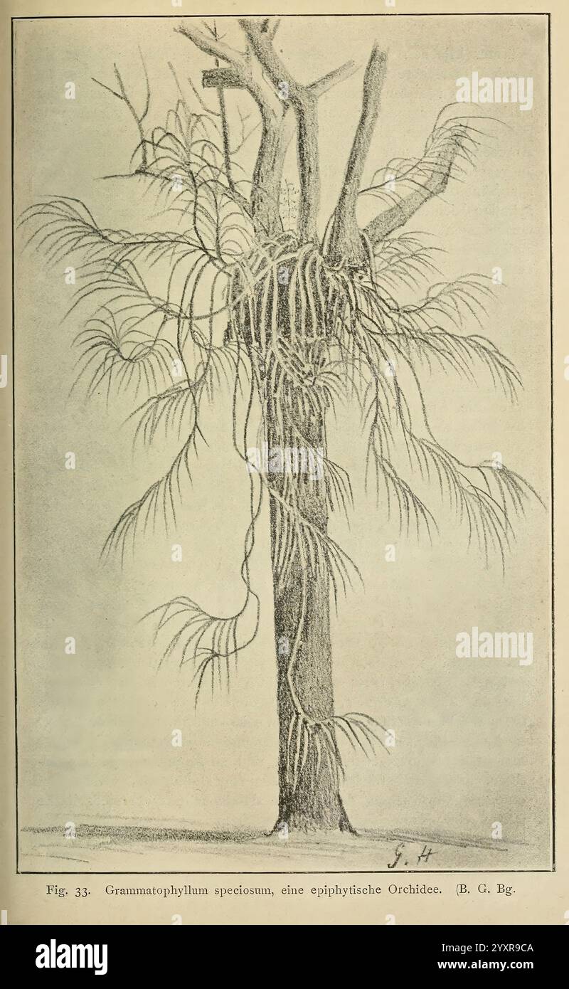 Eine botanische Tropenreise, Leipzig, W. Engelmann, 1893, Indien, Indonesien, Java, Pflanzen, Reisen und Reisen, dargestellt ist eine detaillierte botanische Illustration des Grammathophyllum speciosum, einer epiphytischen Orchidee. Das Kunstwerk zeigt die einzigartige Wachstumsstruktur der Pflanze und hebt ihre Luftwurzeln hervor, die sich am Wirtsbaum anschmiegen. Lange, schlanke Blätter sprießen aus den Zweigen und erzeugen einen kaskadierenden Effekt, der die zarte Natur dieser Orchideenart unterstreicht. Die Feinheiten der Textur und Form der Pflanze werden akribisch erfasst und bieten eine klare Darstellung ihrer natürlichen habita Stockfoto