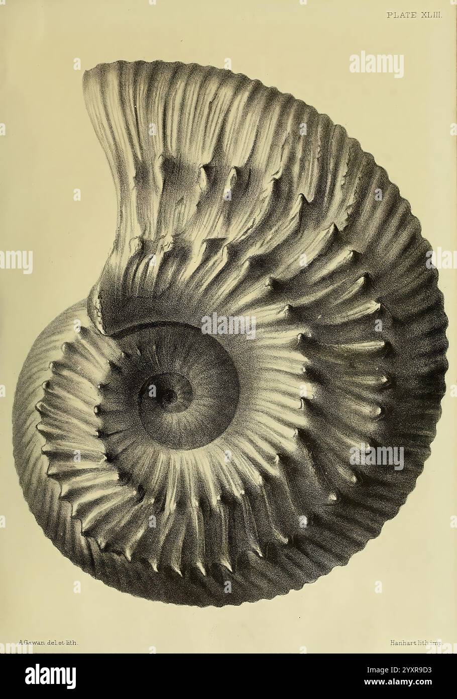 Monografie über die Lias Ammoniten der Britischen Inseln London, gedruckt für die Palæontographical Society, 1878–86. Ammonoidea, Großbritannien, Jurassic, Paläontology, Eine wunderschön detaillierte Illustration einer nautilus-Schale, die ihre komplizierte Spiralstruktur und markante Rillen zeigt. Die glatten Kurven der Hülle gehen anmutig vom breiten, offenen Mund zum eng gewickelten Scheitelpunkt über und betonen die natürliche Symmetrie und Komplexität des Designs. Strukturierte Rippen erzeugen einen atemberaubenden Kontrast und betonen das einzigartige Muster der Schale und die Eleganz ihrer Form. Der Titel enthält das Label Stockfoto