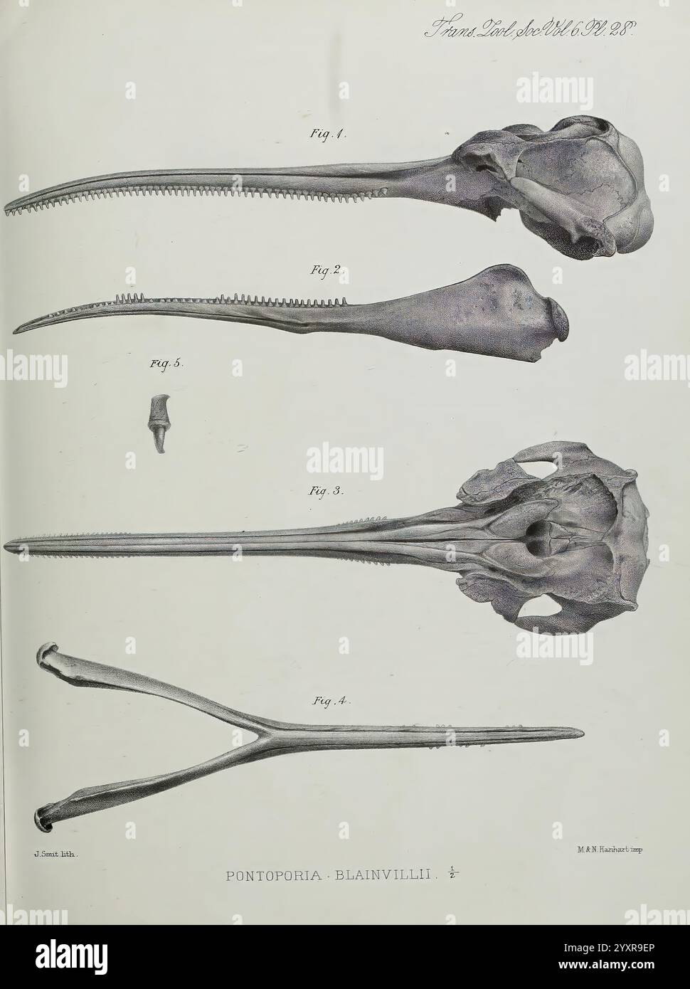 Transaktionen der Zoological Society of London, London, veröffentlicht für die Zoological Society of London von Academic Press, Zoology, zeigt die Illustration die Skelettstrukturen eines Meeresorganismus, wobei sie sich insbesondere auf verschiedene Ansichten seines Schädels und seiner langen Merkmale konzentriert. Die detaillierten Zeichnungen heben die anatomischen Feinheiten hervor und zeigen die unterschiedlichen Konturen und Formen der Knochen. Jedes Teil ist beschriftet, um verschiedene Aspekte der Morphologie zu kennzeichnen, mit besonderem Schwerpunkt auf der länglichen Schnauze und den einzigartigen Schädelmerkmalen. Diese wissenschaftliche Darstellung dient der Verbesserung von un Stockfoto