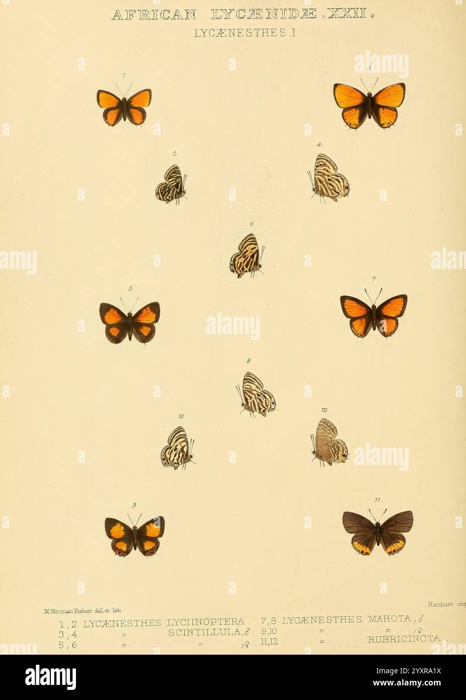 Rhopalocera, Exotica, London, Gurney, Jackson, 1887-1902, Schmetterlinge, Schmetterling, Maud, Horman, Fisher, Eine Sammlung von illustrierten Schmetterlingen aus der afrikanischen Lycenidae-Familie, die verschiedene Arten von Lycaenidae zeigt. Das Diagramm enthält detaillierte Darstellungen von bunten Schmetterlingen, die ihre charakteristischen Flügelmuster und -Formen hervorheben. Jede Probe ist mit ihrem wissenschaftlichen Namen gekennzeichnet, was einen Einblick in die Vielfalt innerhalb dieser Gruppe gibt. Die Anordnung unterstreicht die Schönheit und Komplexität dieser Insekten und zeigt ihre Bedeutung im Ökosystem. Die Präsentation dient als beides Stockfoto