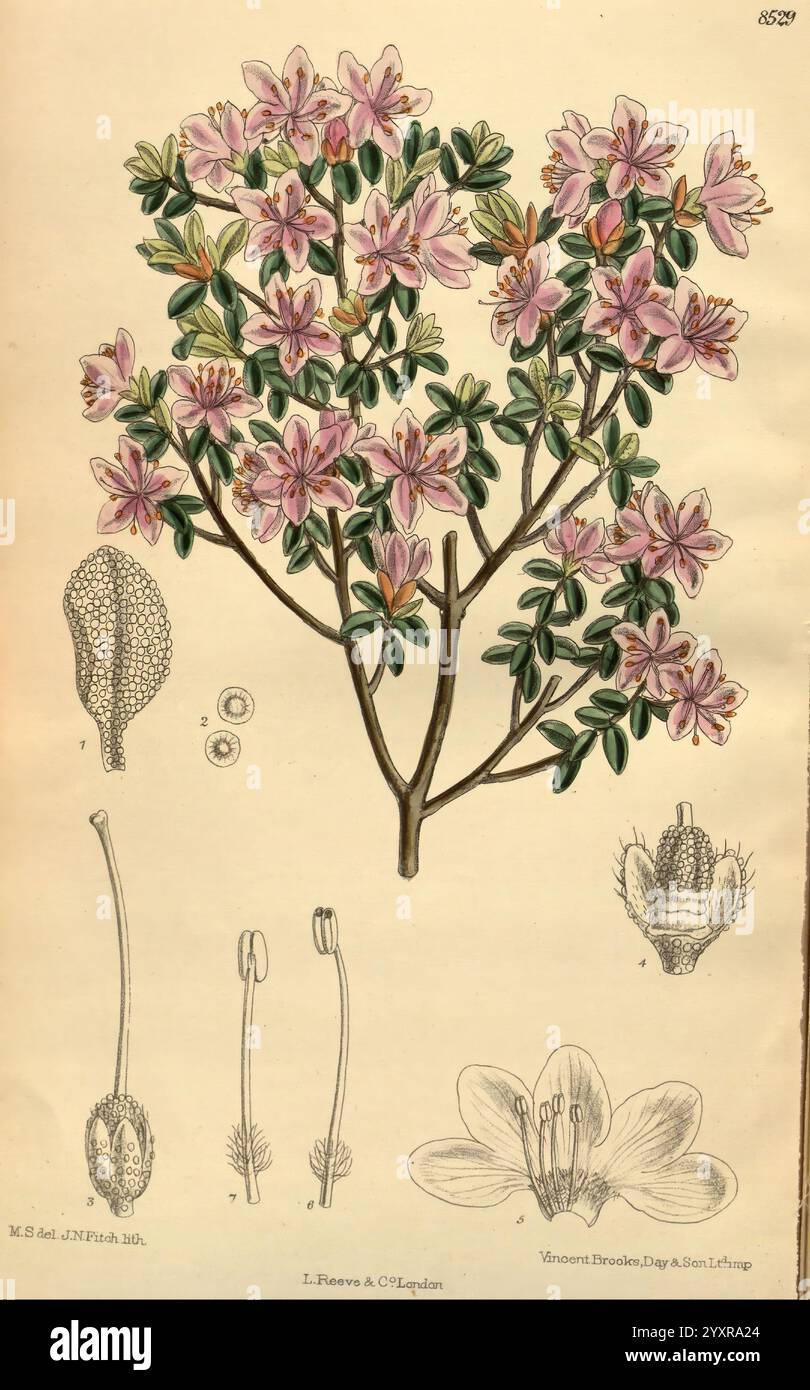 Curtis's Botanical Magazine London New York etc Botanische Illustration Botanik Zeitschriften Pictorial Works Plants Ornamental Curtis, Eine botanische Illustration, die eine lebendige Azalepflanze zeigt, die sich durch ihre zarten rosa Blüten auszeichnet, die inmitten dunkelgrüner Blätter blühen. Das Bild zeigt detaillierte Darstellungen der verschiedenen Teile der Pflanze: Eine vollständige Darstellung des blühenden Zweigs in der Mitte, sowie komplizierte Illustrationen des Blattes, der Blütenstruktur und der Fortpflanzungselemente, einschließlich Staubgefäße und Blütenstempel. Jede Komponente ist sorgfältig gekennzeichnet, was die Betonung der Anlage unterstreicht. Stockfoto