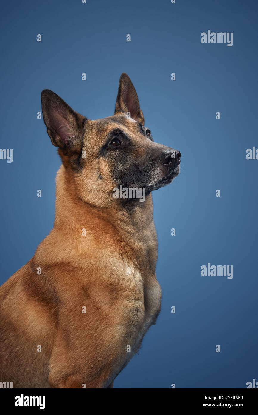 Eine Nahaufnahme eines belgischen Malinois, der vor blauem Hintergrund sitzt, mit seinem ausdrucksstarken Gesicht und den spitzen Ohren, die im Mittelpunkt stehen. Der braune Mantel und Stockfoto