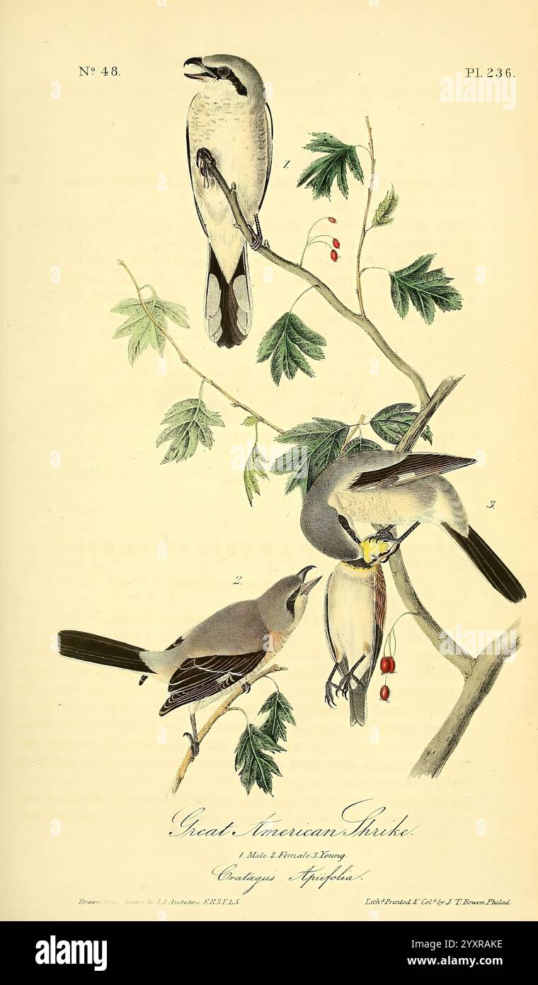 The Birds of America New York J.B. Chevalier 1840-1844 Birds North America John James Audubon Bildwerke lanius excubitor, Eine Sammlung wunderschön illustrierter Vögel, die verschiedene Arten von Garnelen auf Blattzweigen zeigen. Das Kunstwerk hebt die Besonderheiten jedes Vogels hervor, einschließlich seiner einzigartigen Markierungen und Posen. Der Hintergrund betont den natürlichen Lebensraum mit zartem Laub und kleinen Beeren, was die ruhige Umgebung unterstreicht. Jeder Vogel scheint sich in natürlichem Verhalten zu verhalten und schafft ein Gefühl der Harmonie und Verbindung mit seiner Umgebung. Die detaillierten Präsentationen Stockfoto