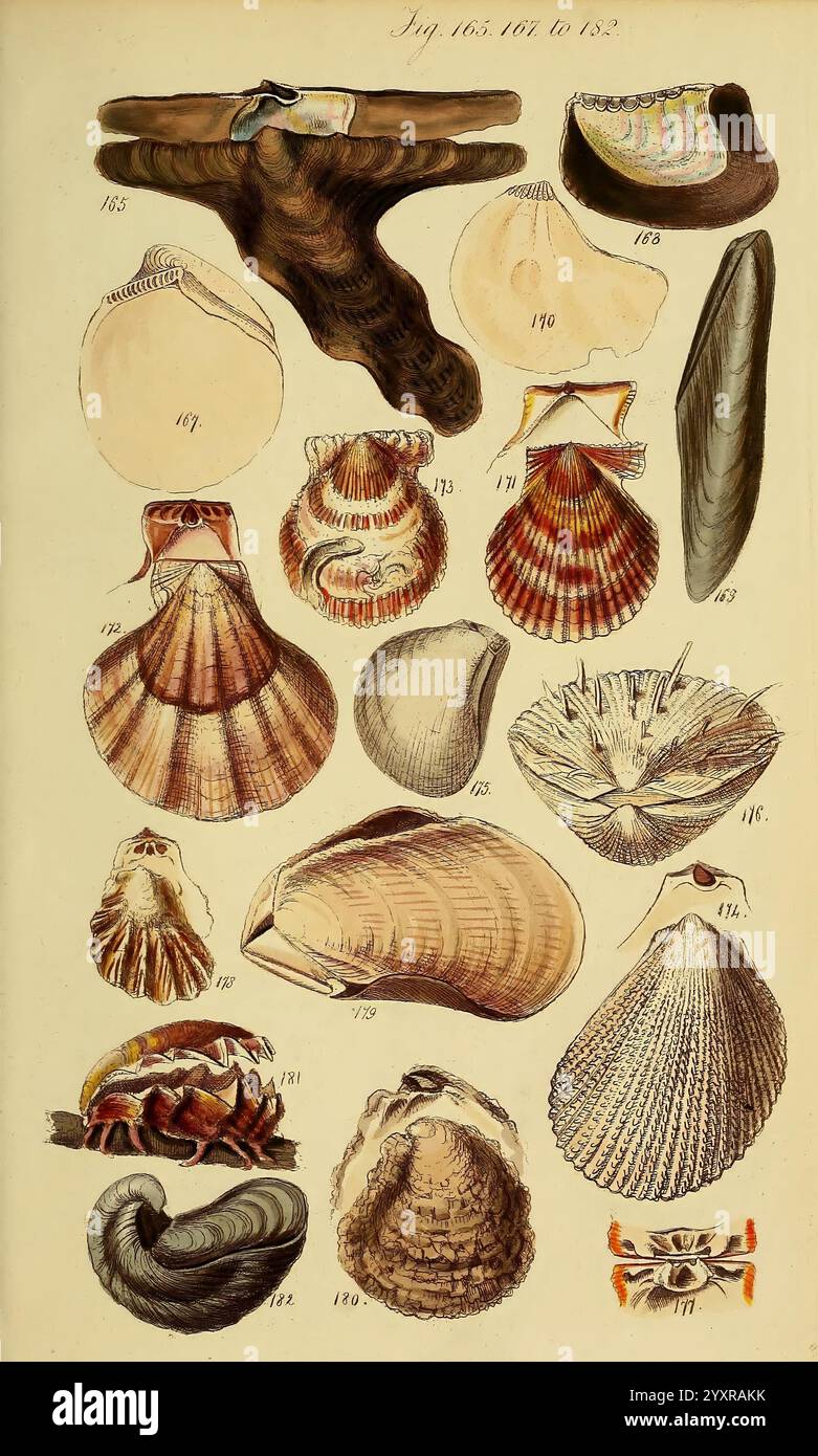 A, Conchological, Manual, First, Edition, London, G. B, Sowerby, 1839, Mollusks, Eine Sammlung detaillierter Illustrationen, die verschiedene Arten von Muscheln und Muscheln zeigen. Jede Probe ist mit entsprechenden Nummern gekennzeichnet, die spezifische Details zu Größe, Form und Merkmalen enthalten. Die Vielfalt der Texturen und Muster wird hervorgehoben, von glatten und glänzenden Oberflächen bis hin zu komplizierten Graten und Streifen. Das Arrangement umfasst Muscheln und Gastropoden, die ihre einzigartigen Formen und Farben zeigen, mit prominenten Beispielen wie Jakobsmuscheln, Muscheln und Schnecken. Dieser Bildungsvertreter Stockfoto