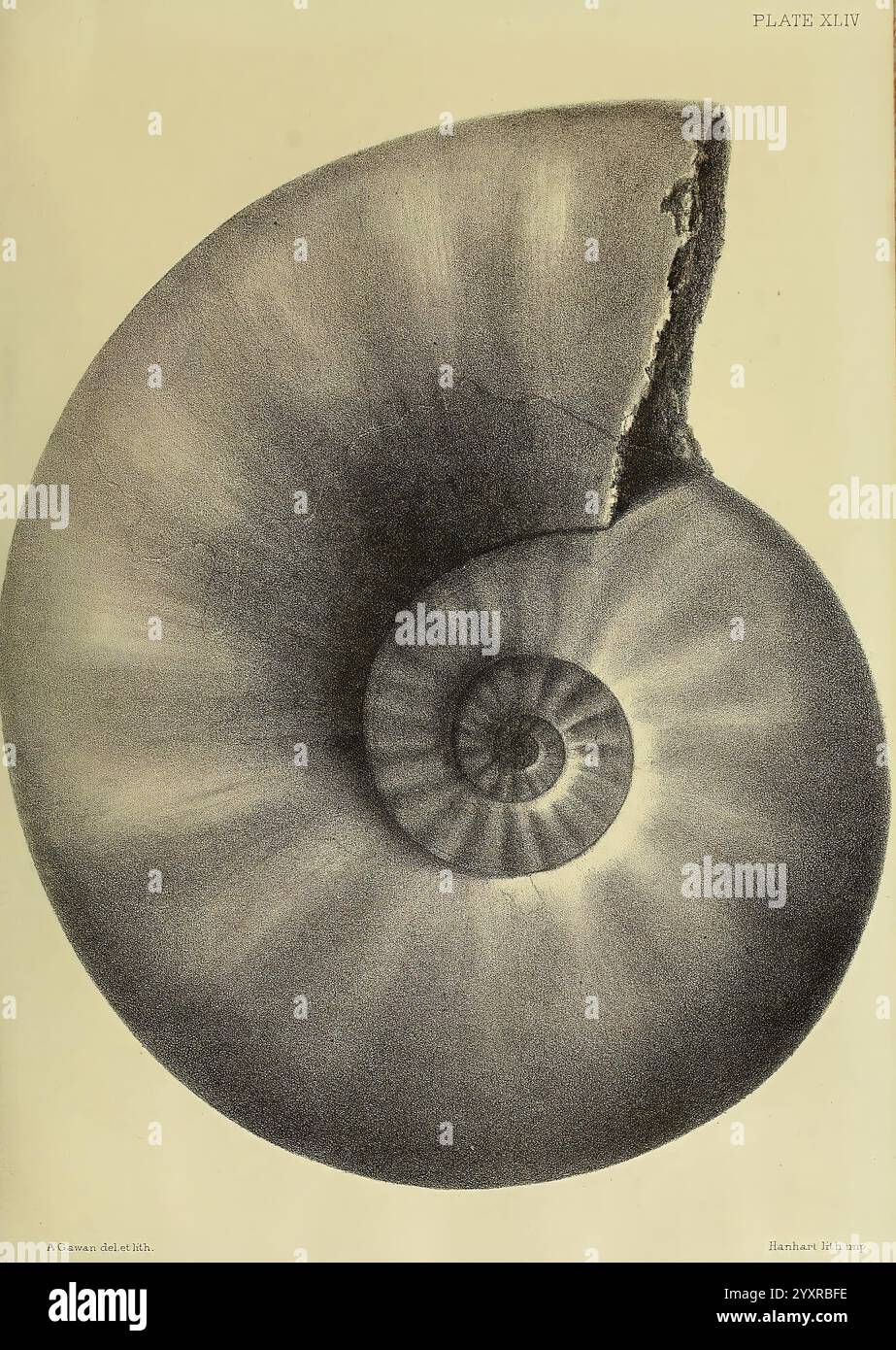 Monografie über die Lias Ammoniten der Britischen Inseln London gedruckt für die Palæontographical Society 1878-86 Ammonoidea Great Britain Jurassic Paleontology, Eine Nahansicht einer nautilus-Schale, die ihre komplizierte Spiralstruktur zeigt. Die Schale weist glatte Kurven und ein poliertes Erscheinungsbild auf, das eine natürliche Eleganz widerspiegelt. Das Bild betont die konzentrischen Ringe und die allmähliche Expansion von der Mitte, wodurch die mathematische Präzision des Designs hervorgehoben wird. Ein Teil der Hülle ist gebrochen, wodurch die inneren Wirbel sichtbar werden, was zur Ästhetik beiträgt und gleichzeitig ins Licht bringt Stockfoto