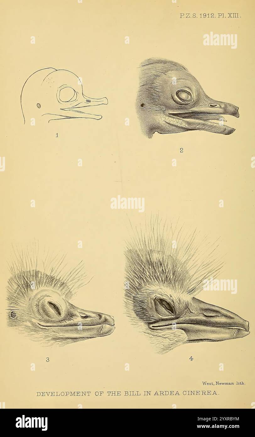 Die Illustration zeigt eine Reihe detaillierter Studien, die die Entwicklungsstadien des Segels bei der Art Ardea cinerea, allgemein bekannt als Graureiher, darstellen. Die Sequenz umfasst Stockfoto