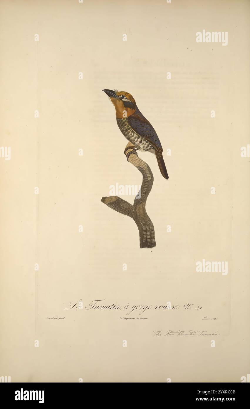 Histoire naturelle des oiseaux de paradis et des rolliers Paris Chez Denné le jeune Chez Perlet 1806 Vögel französische Sprache Bildwerke, Eine detaillierte Illustration eines Vogels auf einem Zweig, die seine markanten Merkmale zeigt. Der Vogel hat einen leuchtend orange-braunen Kopf und einen gemusterten Körper, der Braun- und Blautöne miteinander verbindet. Der Schnabel ist gut sichtbar und weist auf seine Fütterungsgewohnheiten hin. Die Komposition betont die Eleganz und das Detail des Vogels, mit einem botanischen Stil, der die natürliche Umgebung unterstreicht. Unter der Abbildung befindet sich eine Beschriftung auf Französisch, die übersetzt „die Tamotien“ bedeutet Stockfoto