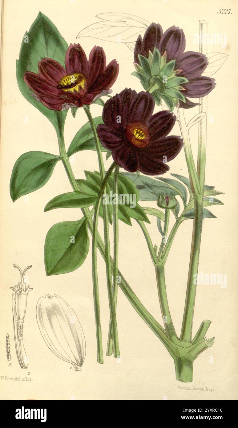 Curtis's Botanical Magazine London New York etc. Botanische Illustration Botanik Zeitschriften Bildwerke Pflanzen ornamental Curtis, die Illustration zeigt eine Gruppe von auffälligen dunkelvioletten Blüten, die durch ihre leuchtenden Blütenblätter und charakteristischen gelben Markierungen in der Mitte gekennzeichnet sind. Diese Blüten umgeben üppig grüne Blätter, die zum Gesamterlebnis der Pflanze beitragen. Links zeigt eine detaillierte botanische Zeichnung einen Einblick in die Struktur der Blume, einschließlich einer Nahaufnahme der Blüte und ihrer Fortpflanzungsteile, was die Komplexität ihres Designs unterstreicht. Diese c Stockfoto