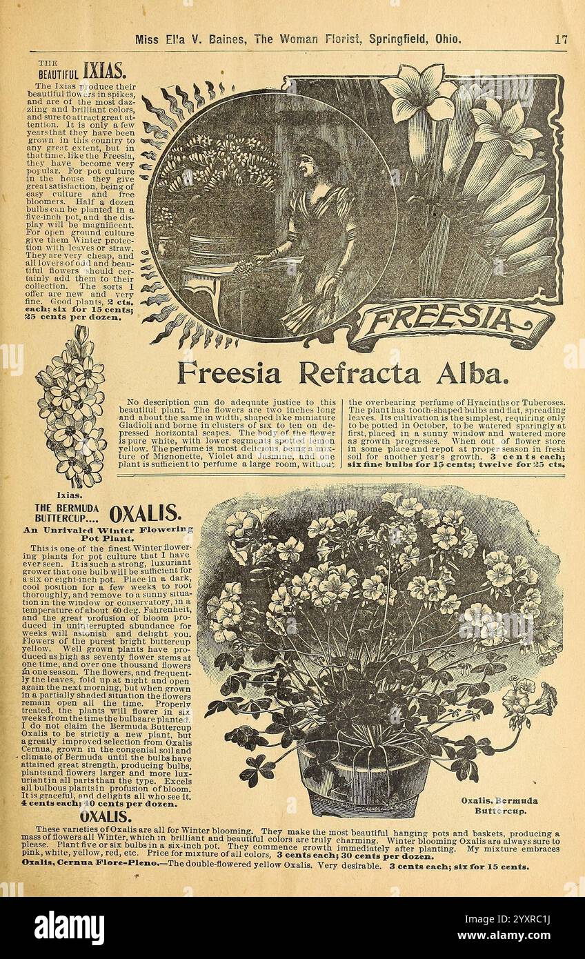 Blumenzwiebeln, Rosen, Pflanzen aller Art für die Winterblüte, Springfield, Ohio, Baines, 1901, Blumen, Samen, Oxalis, Kataloge, Freesia, Pflanzen Zierpflanzen, Zwiebeln, Pflanzen, Handelskataloge, Saatgutindustrie und -Handel, Miss Ella V. Baines, Garden Stories, in Bloom, eine elegante botanische Illustration, die die Freesia Refracta Alba zeigt, die in der Mitte mit ihren langen, zarten weißen Blüten sichtbar ist. Dieses zentrale Blumenmotiv wird durch detaillierte Beschreibungen umrahmt, die ihre Schönheit und ihren Duft betonen. Oben wird der Titel „Freesia“ künstlerisch gerendert, während die Seite zusätzliche Elemente enthält Stockfoto