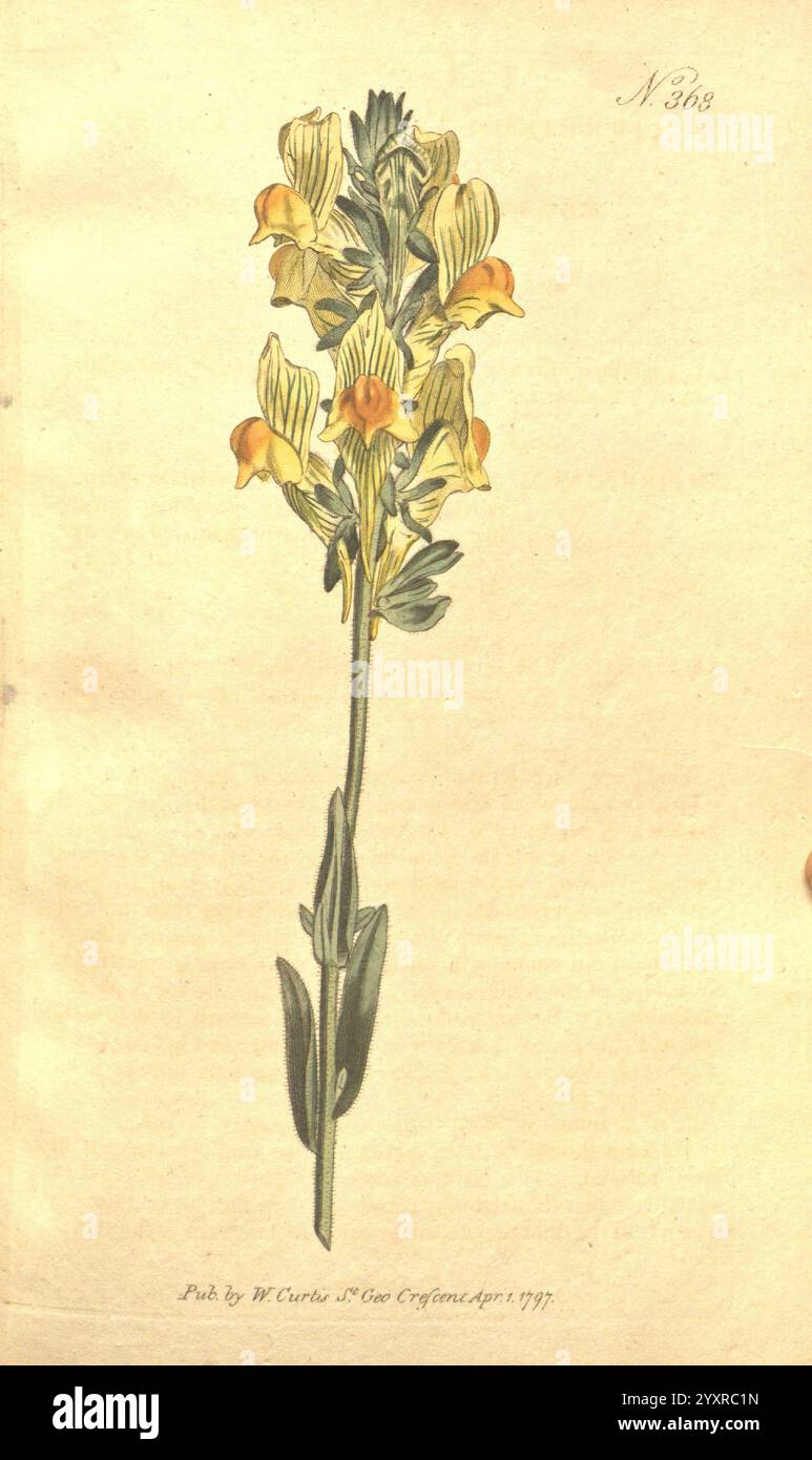 The Botanical Magazine, oder Blumengarten ausgestellt, 1790-1800, Botanik, Zeitschriften, Bildwerke, Curtis, Eine wunderschön illustrierte Darstellung einer blühenden Pflanze mit einem hohen Stamm, der mit glockenförmigen gelben und orangen Blüten geschmückt ist. Die zarten Blütenblätter sind detailreich und bilden einen zentralen Stachel aus leuchtenden Blüten, die über einem Satz von langen grünen Blättern ragen. Die Komposition unterstreicht die Eleganz des botanischen Exemplars, wobei die natürlichen Konturen und Texturen sowohl der Blumen als auch des Blattes deutlich hervorgehoben werden, was seine einzigartigen Eigenschaften unterstreicht. Die Illusion Stockfoto