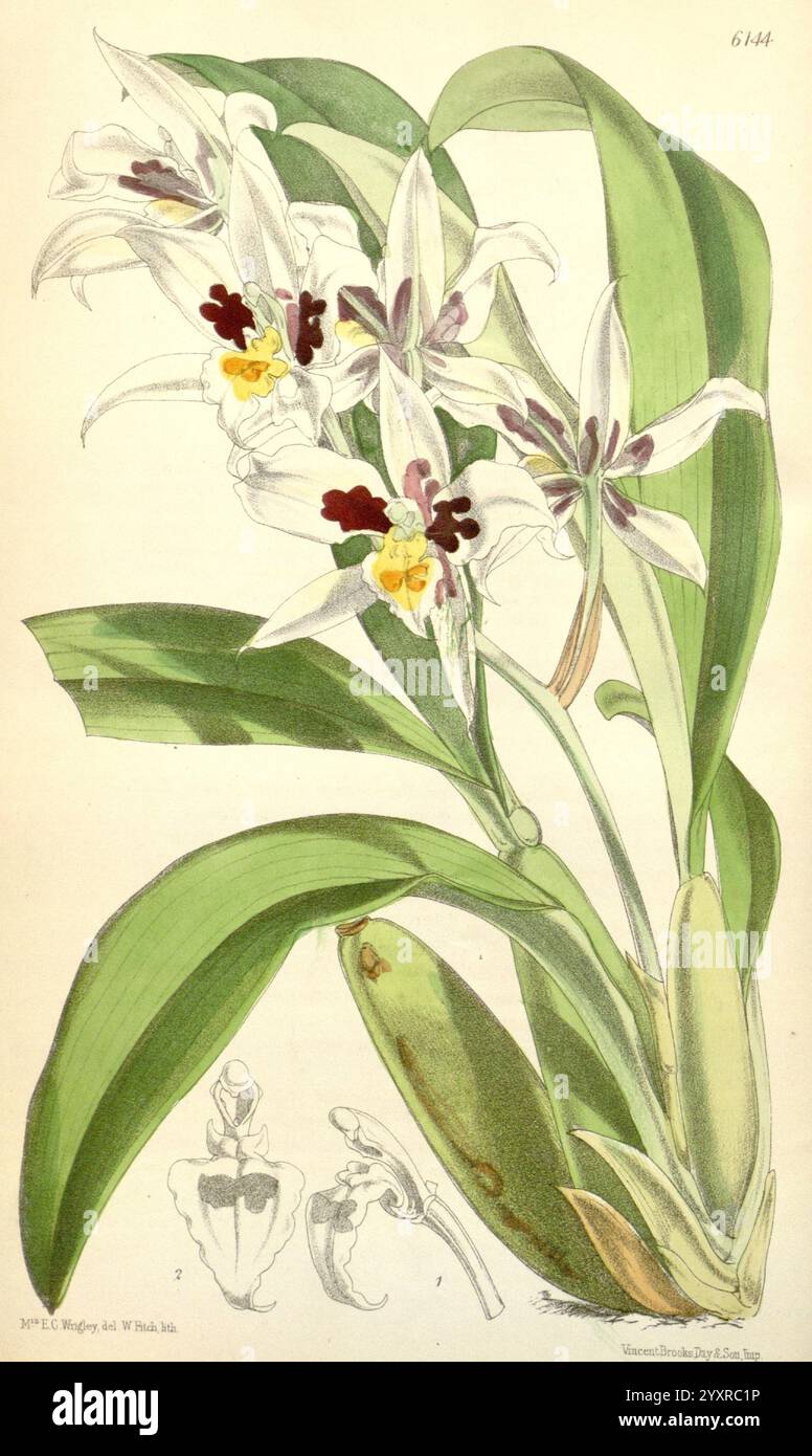 Curtis's Botanical Magazine London New York etc Botanische Illustration Botanik Zeitschriften Bildwerke Pflanzen Ornamental Curtis, diese botanische Illustration zeigt eine wunderschöne Orchideenart, die sich durch ihre zarten weißen Blüten mit auffälligen kastanienbraunen und gelben Markierungen auszeichnet. Die Blüten sind elegant auf schlanken Stielen angeordnet, die aus üppig grünen, breiten Blättern hervorgehen, die die gesamte Lebendigkeit der Komposition verstärken. Detaillierte Darstellungen der Fortpflanzungsteile der Pflanze sind enthalten, die einen Einblick in ihre Struktur und Biologie geben. Das Kunstwerk hebt die komplizierte Schönheit und die Schönheit hervor Stockfoto