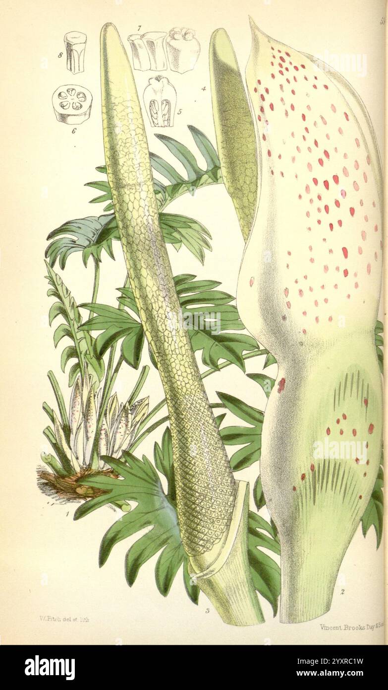 Curtis's Botanical Magazine, London, New York, Botanical Illustration, Botanical Zeitschriften, Bildwerke, Pflanzen Ornamental, Curtis, diese Illustration zeigt die komplizierten Details einer Pflanze, die für ihre einzigartige und auffällige Morphologie bekannt ist. Hervorzuheben sind die langen, sich verjüngenden Strukturen, die wahrscheinlich Blütenstände oder spezielle Blätter darstellen, die mit einem Muster von Flecken verziert sind, das visuelles Interesse verleiht. Um diese zentralen Elemente herum sind Laubdarstellungen zu sehen, die den Lebensraum und den ökologischen Kontext der Pflanze hervorheben. In der oberen linken Ecke enthalten kleinere Skizzen ein Detail Stockfoto