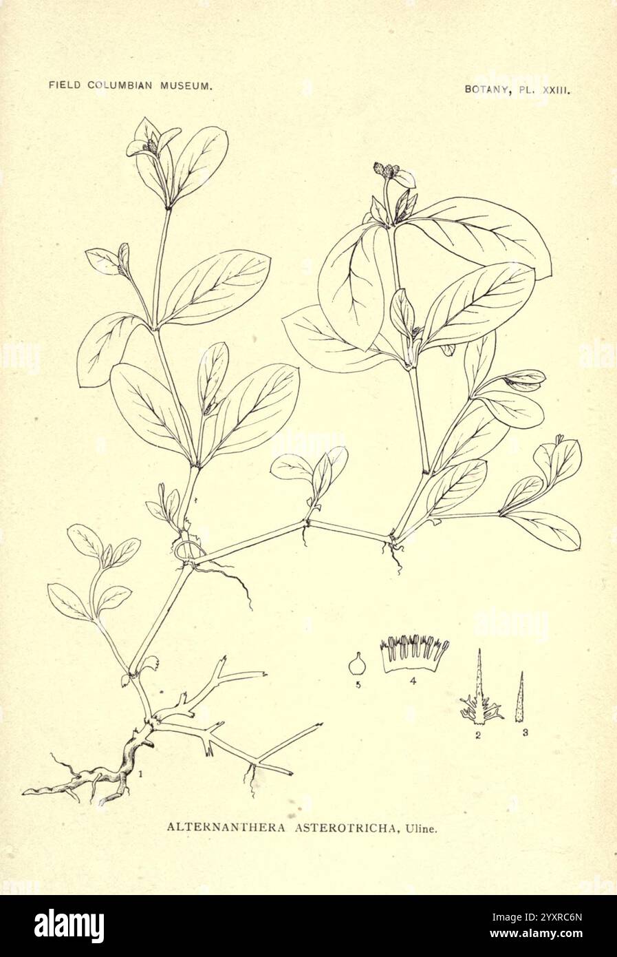 Publikation, Chicago, Field Columbian Museum, 1895-1909, Amerika, Botanik, Klassifizierung, Pflanzen, Alternanthera asterotricha, die Abbildung zeigt eine detaillierte botanische Darstellung der Pflanzenart Altenkhanthera asterotricha. Es enthält verschiedene Elemente wie Stiele, Blätter und Blumen. Die Pflanze zeigt sich mit langen elliptischen Blättern und markanten Blütenstrukturen. Neben der Hauptabbildung gibt es kleinere Skizzen, die verschiedene Aspekte der Blütenmorphologie zeigen, einschließlich einer Nahaufnahme der floralen Teile. Das Gesamtlayout betont die komplizierten Merkmale eines Stockfoto