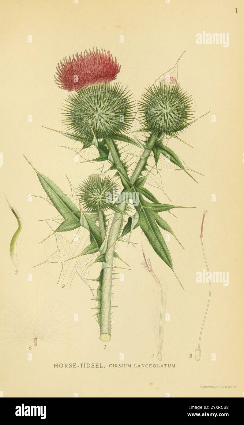 Billeder af Nordens Flora. v.1 København, G.E.C. Gad's Forlag, 1917-1927. Pflanzen, Finnland, Skandinavien, der New York Botanical Garden, Pictorial Works, Cirsium lanceolatum, Eine botanische Illustration, die den Pferderenner zeigt, wissenschaftlich bekannt als Cirsium lanceolatum. Das Kunstwerk zeigt eine detaillierte Darstellung der Pflanze, einschließlich ihrer charakteristischen stacheligen Disteln und langen, gezackten Blätter. Die markanten violetten Blumenköpfe sind von grünem Laub umgeben. Etiketten kennzeichnen verschiedene Teile der Anlage als Referenz, betonen ihre strukturellen Merkmale und tragen zur botanischen Untersuchung bei. Stockfoto