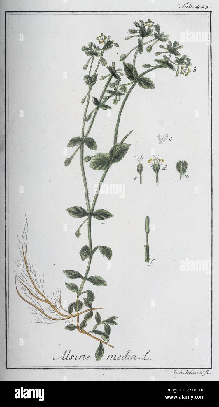 Icones Plantarum Medicinalium, Nürnberg, auf Kosten der Raspischen Buchhandlung, 1779-1790, botanische, medizinische, bildliche Werke. die Abbildung zeigt die Pflanze Alsine Media, allgemein bekannt als Media Chickweed. Es zeigt eine detaillierte Darstellung der Stämme, Blätter und kleinen weißen Blüten der Pflanze. Verschiedene Teile der Pflanze sind mit Buchstaben gekennzeichnet, die bestimmte Merkmale wie die Blütenstruktur und die Stammeigenschaften anzeigen. Die Zeichnung hebt die zarte Natur der Blätter hervor, die oval und gegensätzlich am Stiel angeordnet sind, und die feinen, fadenartigen Wurzeln, die sich aus ihnen erstrecken Stockfoto