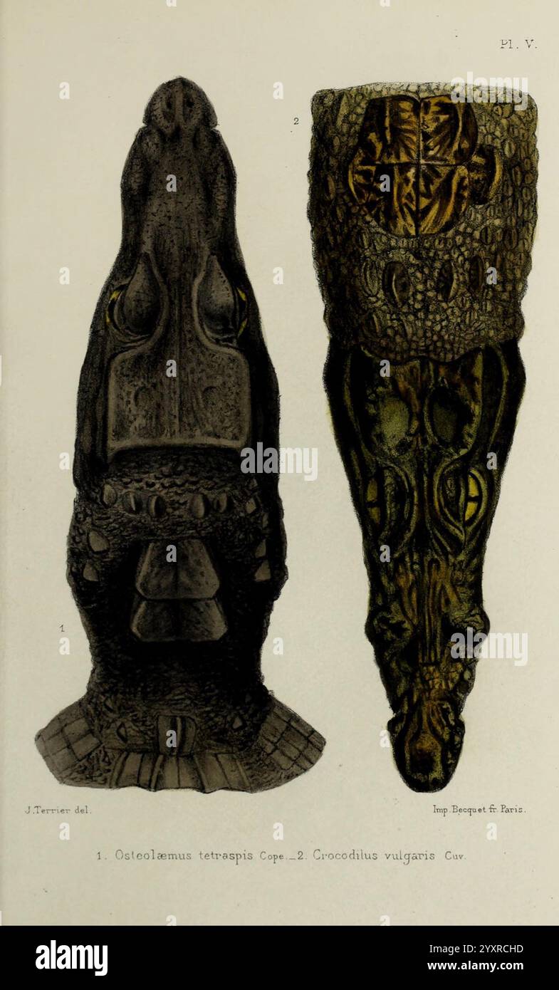 Faune de la Sénégambie Paris O. doin 1883-1887 Africa Senegambia Zoology Museum of Comparative Zoology, diese Illustration zeigt detaillierte nebeneinander dargestellte Darstellungen von zwei Krokodilarten mit ihren charakteristischen Kopfstrukturen und Texturen. Auf der linken Seite zeigt die Darstellung die markante Schnauze und die komplizierten Skalen der Art Osteolemus tetraspis und hebt die einzigartigen Merkmale hervor, die sie von den anderen dargestellten Arten unterscheiden. Auf der rechten Seite zeigt das Bild das Profil von Crocodylus vulgaris und betont seinen langen Kiefer und seinen robusten Kopf. Beide Abbildungen sind erfüllt Stockfoto