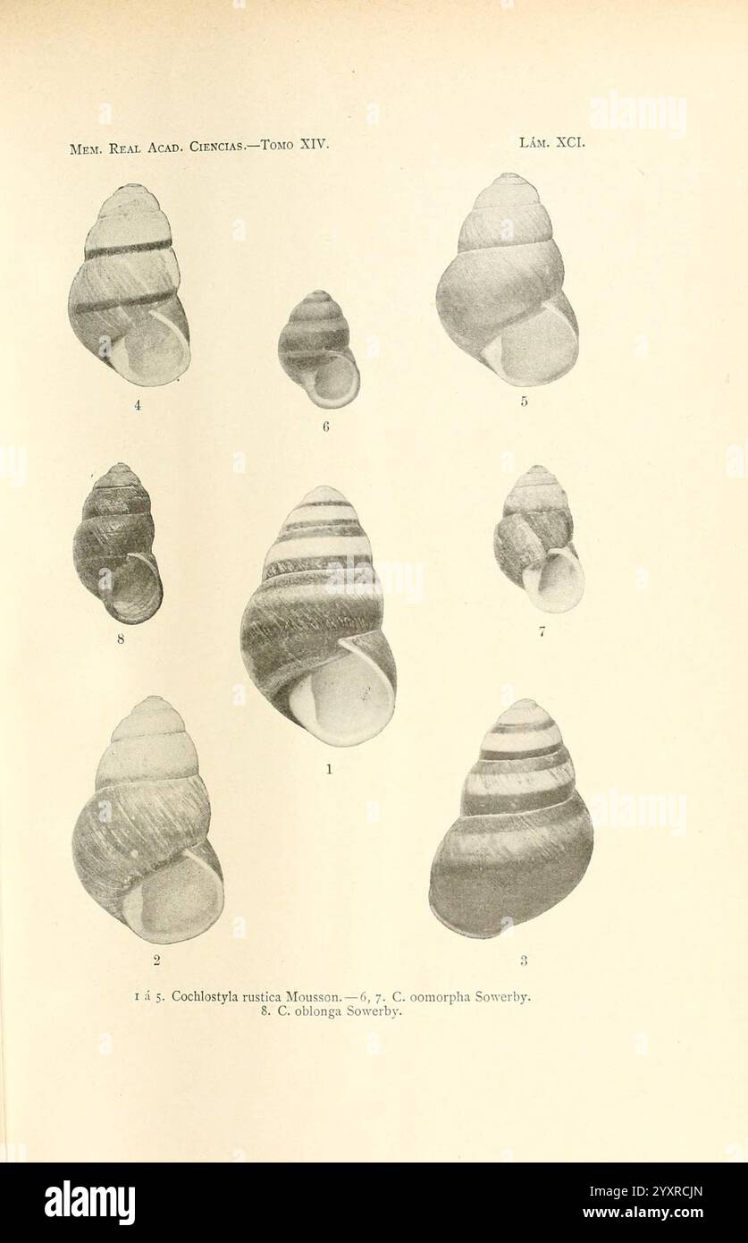 Memorias de la Real Academia de Ciencias Exactas, Fisicas y Naturales de Madrid, Madrid, Impr. Aguado, 1850, Zeitschriften, Wissenschaft, Gesellschaften, museum für vergleichende Zoologie, die Illustration zeigt eine Sammlung verschiedener Schneckenschalen, die jeweils zur Identifizierung nummeriert sind. Die Schalen unterscheiden sich in Form, Größe und Muster und zeigen eine Reihe natürlicher Designs, von glatten Oberflächen bis hin zu unterschiedlichen Spiralformationen und Streifenmustern. Jede Probe ist sorgfältig detailliert und hebt die einzigartigen Eigenschaften der Schalen hervor, einschließlich ihrer Krümmung und Textur. Die beschrifteten Zahlen deuten darauf hin, dass dies der Fall ist Stockfoto