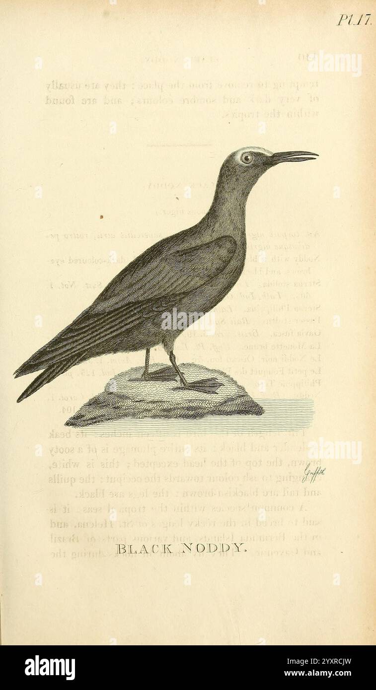 Allgemeine Zoologie oder systematische Naturgeschichte, London, gedruckt für G. Kearsley, 1800-1826, Bildwerke, Zoologie, Vogel, eine Darstellung des Black Noddy, eines Seevögels, der sich durch seinen schlanken, langen Körper und sein markantes Gefieder auszeichnet. Der Vogel wird auf einem Felsvorsprung gezeigt, dessen schlanker Schnabel und sein markantes Auge einen fesselnden Blickpunkt darstellen. Die Illustration zeigt die anmutige Form des Vogels und fängt das Wesen seines natürlichen Lebensraums ein. Das Bild wird von einem Etikett begleitet, das die Spezies als „Black Noddy“ bezeichnet, was auf einen wissenschaftlichen Kontext oder einen Feldführer verweist, der sich auf das Vogelleben konzentriert. Das o Stockfoto