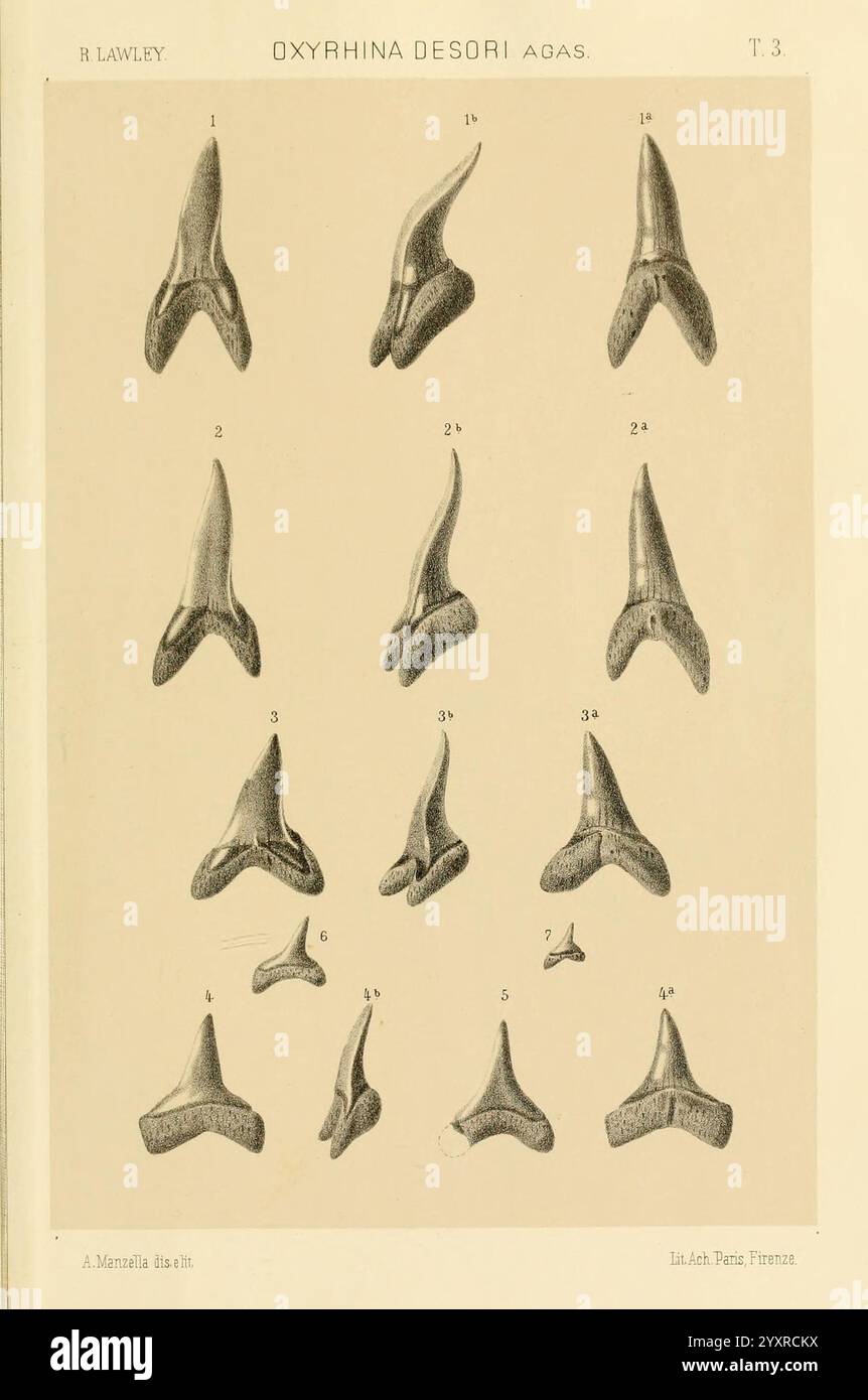 Studi comparativi sui pesci fossili coi viventi dei generi Carcharodon, Oxyrhina e Galeocerdo, Pisa, T. Nistri, 1881 Shark Carcharodon Galeocerdo fischt fossile Haie Fossiliengeschichten, die Illustration zeigt eine Reihe detaillierter Darstellungen verschiedener Haizähne, insbesondere aus der Gattung Oxyrrrhina, identifiziert als Oxyrrhina desori. Jeder Zahn ist nummeriert und weist unterschiedliche Merkmale auf, was die Vielfalt in Form und Struktur unterstreicht. Die Anordnung betont die unterschiedlichen Grösse- und Verzahnungsgrade und veranschaulicht die evolutionären Anpassungen dieser Zähne für die Prädation. T Stockfoto