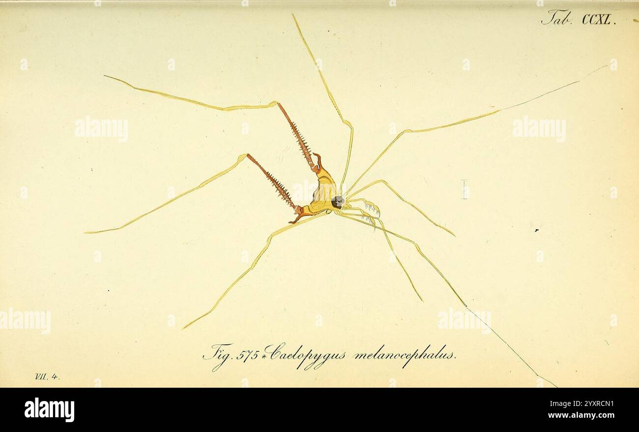 Die Arachniden, Nürnberg, in der C. H. Zeh'schen Buchhandlung, 1831-1848, Arthropoda, Arachnida, Arthropoden. Diese Abbildung zeigt eine detaillierte Darstellung eines Harpactacarus macrocephalus, der seinen langgestreckten, schlanken Körper und seine markanten Beine zeigt. Die Kreatur wird in neutraler Pose dargestellt und hebt ihre besonderen Merkmale hervor, wie den großen, abgerundeten Cephalothorax und die langen Anhängsel, die an ihren Lebensraum angepasst sind. Die zarten Linien und weichen Farben betonen die komplizierte Morphologie der Arachnide und bieten einen klaren Blick auf ihre Anatomie und Struktur, was für wissenschaftliche stu nützlich ist Stockfoto