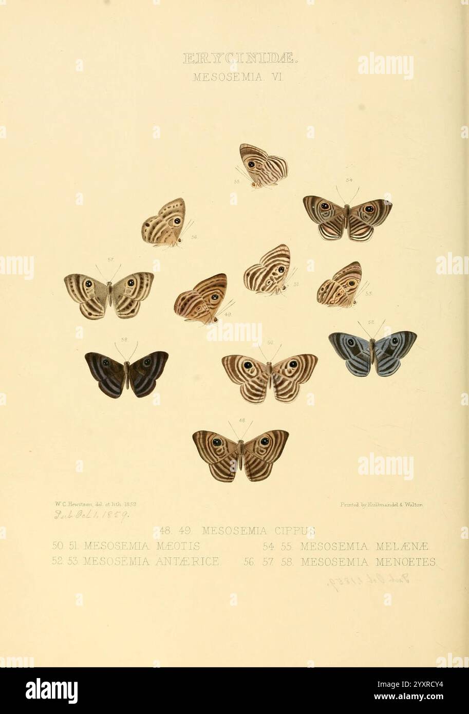 Illustrationen neuer Arten exotischer Schmetterlinge London John Van Voorst 1856-1876 Schmetterlinge geografische Verteilung lepidoptera Bildwerke Speziation, Eine Sammlung verschiedener Schmetterlingsarten in einer detaillierten Darstellung angeordnet. Jeder Schmetterling zeigt komplizierte Muster und eine ausgeprägte Färbung auf seinen Flügeln, die die Vielfalt der Gattung Mesosemia hervorheben. Die Etiketten unter jedem Exemplar enthalten eindeutige Identifikationsnummern und Artennamen, was einen systematischen Ansatz zur entomologischen Klassifizierung veranschaulicht. Die Komposition betont die ästhetische Schönheit und Komplexität Stockfoto