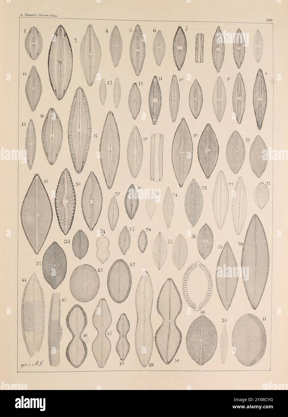Atlas der Diatomaceen-Kunde, Leipzig, O. R. Reisland, 1874-19, Atlanten, Bacillariophyceae, diese Illustration zeigt eine Sammlung verschiedener Formen und Formen, die langen Ovalen und blattähnlichen Strukturen ähneln. Systematisch angeordnet, wird jedes Element nummeriert, wahrscheinlich als Referenz. Die komplizierten Details und Muster auf den Oberflächen dieser Formen deuten auf eine wissenschaftliche oder künstlerische Studie hin, die sich möglicherweise auf Botanik, Biologie oder Design bezieht. Die verschiedenen Größen und Variationen der Konturen zeigen, dass Präzision und Beobachtung im Vordergrund stehen, was die Schönheit der Symmetrie und der natürlichen Formen unterstreicht Stockfoto