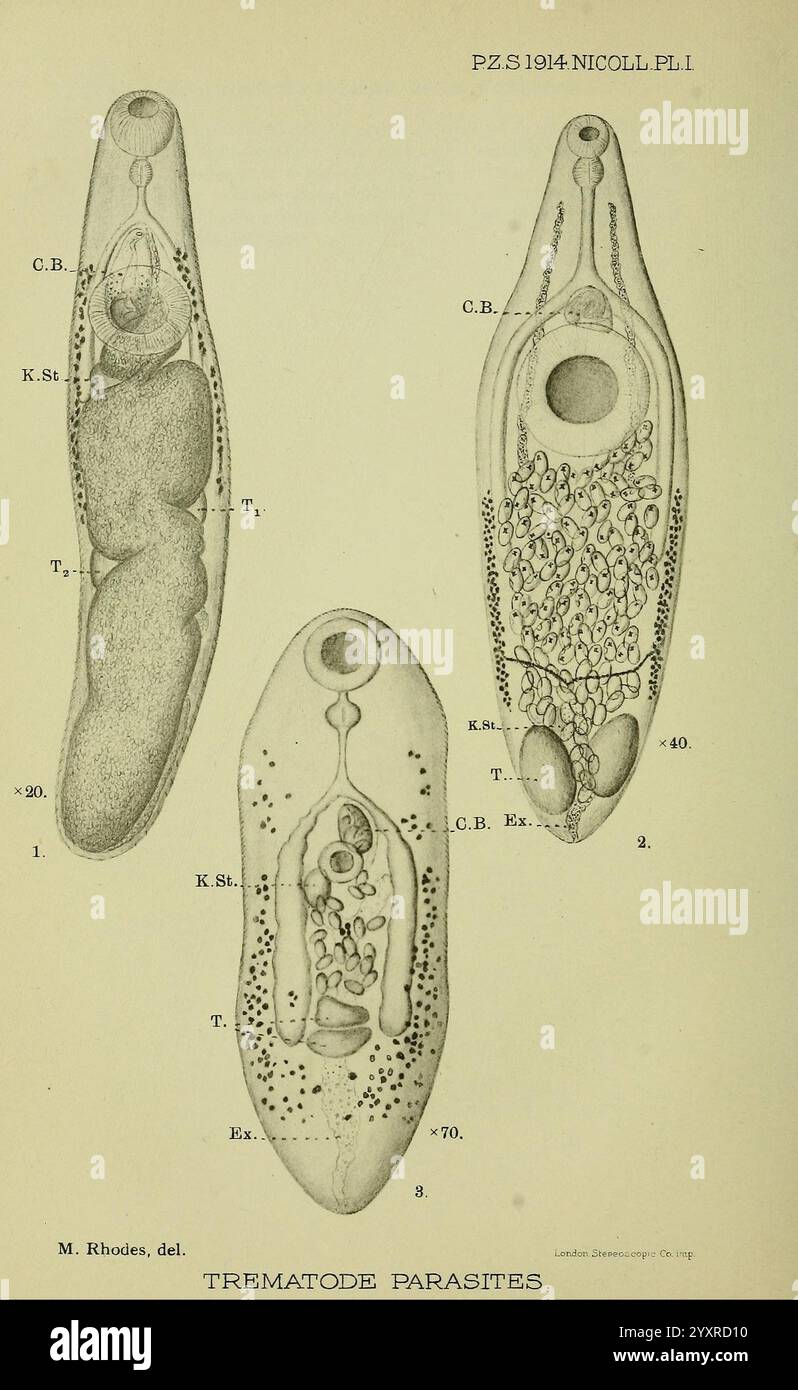 In dieser Illustration werden drei unterschiedliche Trematodenparasiten dargestellt, die ihre anatomischen Strukturen zeigen. Die Probe ganz links ist mit Bezeichnungen gekennzeichnet, die ihre Körpermorphologie, einschließlich verschiedener innerer Organe, hervorheben. Das mittlere Exemplar zeigt eine detailliertere Ansicht des Fortpflanzungs- und Verdauungssystems und gibt Einblicke in seine biologischen Funktionen. Das rechte Exemplar zeigt eine andere Variante, komplett mit Anmerkungen, die wichtige Merkmale wie die Ausscheidungsstruktur anzeigen. Das Label Stockfoto