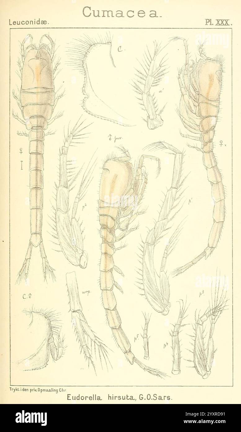 Eine Darstellung der Krustentiere Norwegens Christiania A. Cammermeyer 1895-1928 Crustacea Norwegische Krustentiere, die Abbildung zeigt eine detaillierte Untersuchung der Eudorella hirsuta, einer Art aus der Familie der Cumacea. Mehrere Ansichten und beschriftete Teile zeigen die komplizierte Anatomie des Organismus und heben längliche Anhängsel und segmentierte Körperstrukturen hervor. Wichtige Merkmale wie Antennen und Borsten werden präzise dargestellt, was die einzigartigen Anpassungen dieses Meereskrebstiers unterstreicht. Die beigefügten Etiketten enthalten Identifikatoren für verschiedene Teile, wodurch der Bildungswert von t erhöht wird Stockfoto