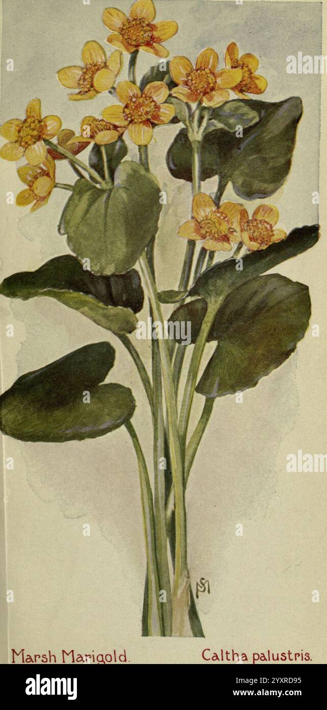 Field Book of American Wild Flowers New York, 1912, Flowers, Caltha palustris, Eine Ansammlung von leuchtend gelben Marsh Marigold Blumen, wissenschaftlich bekannt als Caltha palustris, zeigt ihre unverwechselbare Form und satte Farbe vor üppig grünen Blättern. Die Blüten mit ihren abgerundeten Blütenblättern und ihren komplizierten orangefarbenen Mittelpunkten erheben sich anmutig aus hohen, stabilen Stämmen. Unterhalb der Blumenanordnung identifiziert ein Etikett die Art und fügt einen botanischen Kontext hinzu, der ihre Bedeutung in Feuchtgebieten und Sumpfgebieten unterstreicht, wo sie gedeiht und zum Ökosystem beiträgt. Das Laub ist breit und markant, kreativ Stockfoto